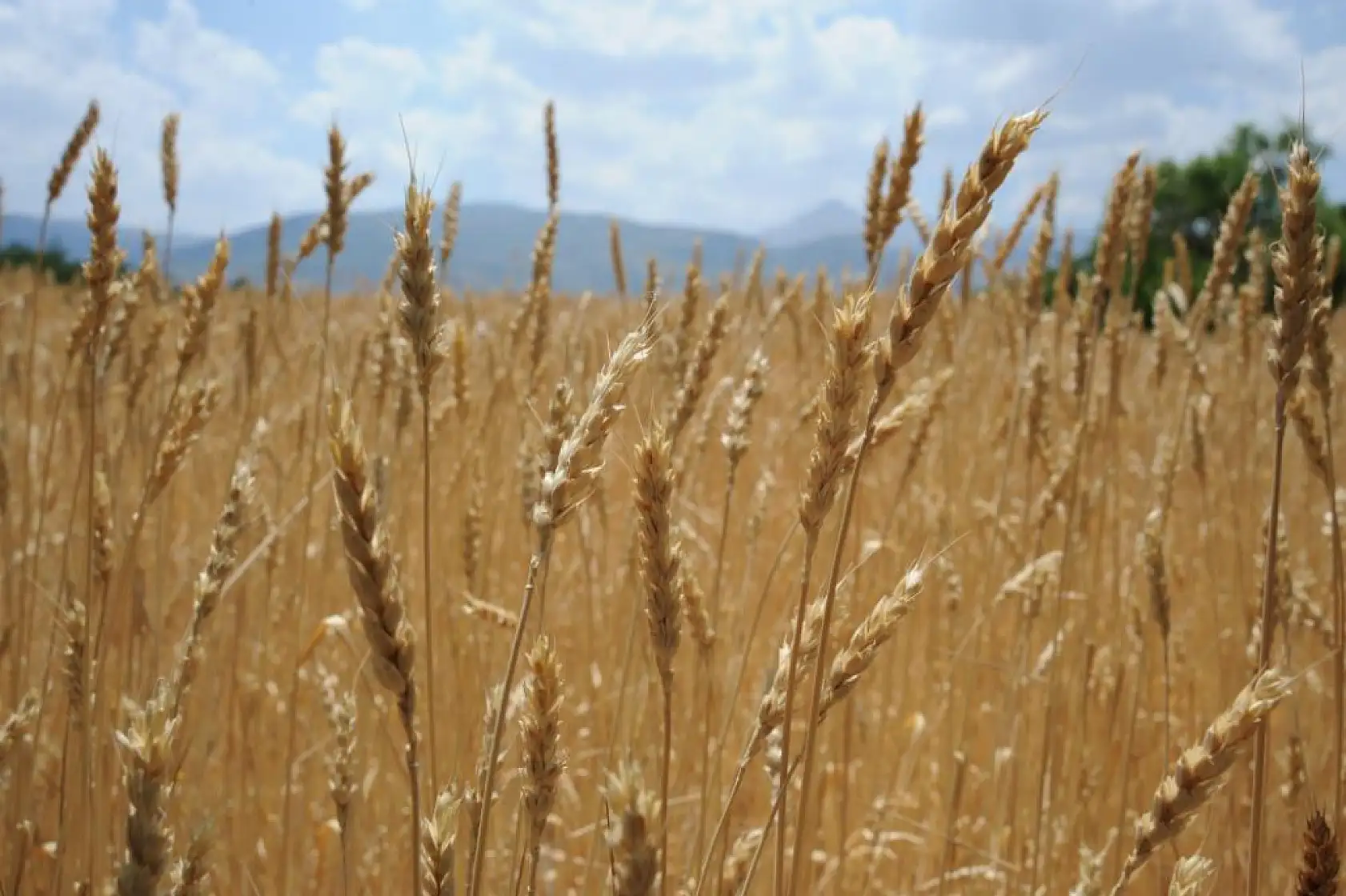 Küresel tahıl üretimi artıyor! 2025/2026 sezonu tahminleri açıklandı