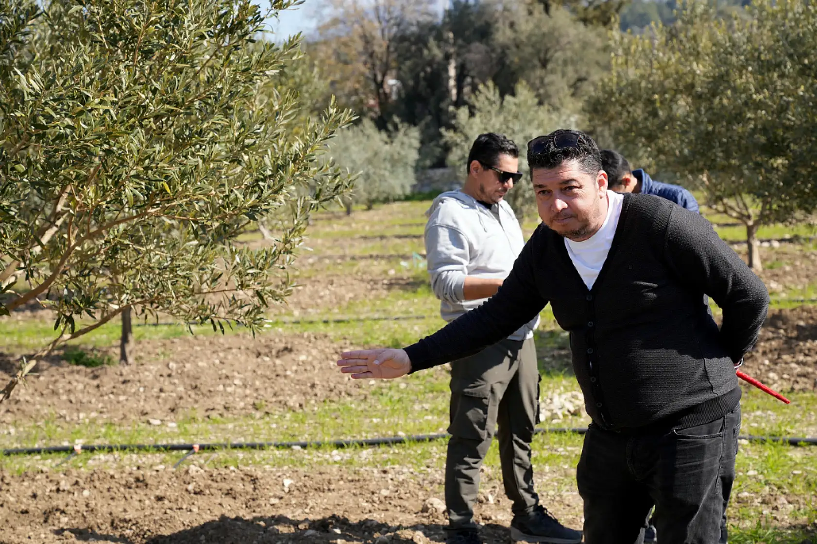 Zeytinciliği Geliştirme Projesi'ne talep artıyor