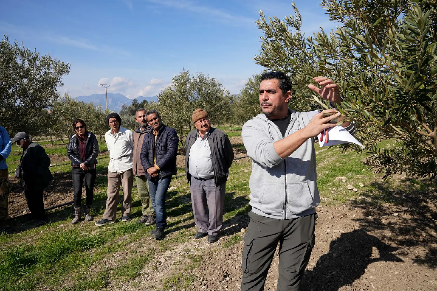 Zeytinciliği Geliştirme Projesi'ne talep artıyor
