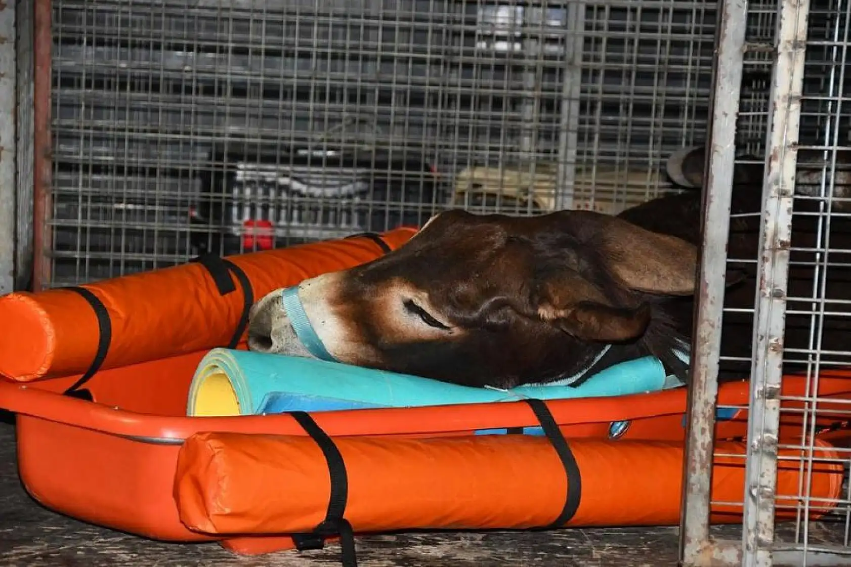 Kayalıklardan Düşen Eşeği Belediye Ekipleri Kurtardı