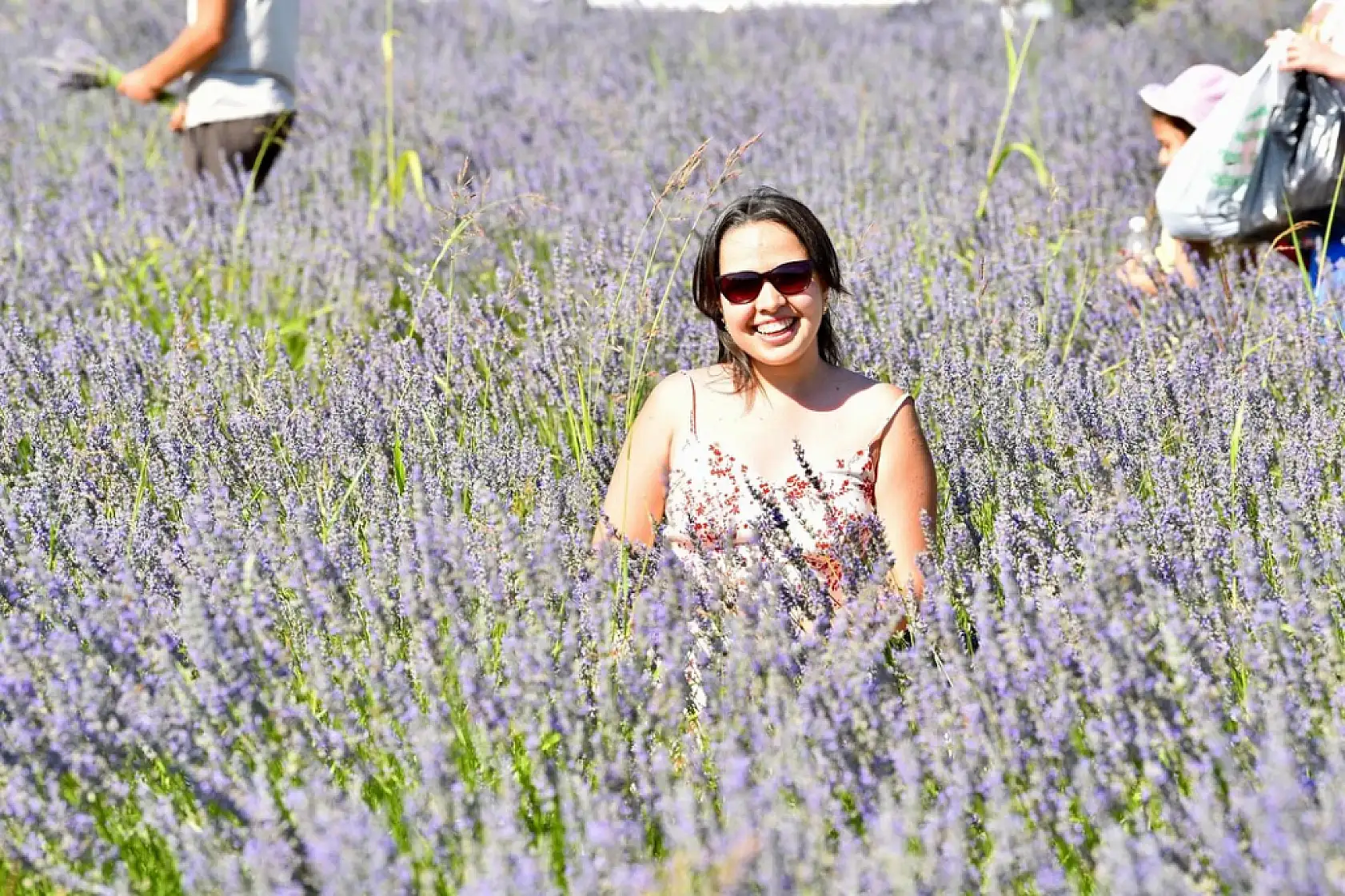 Fethiye'de Lavanta Hasadı Renkli Görüntülerle Gerçekleşti