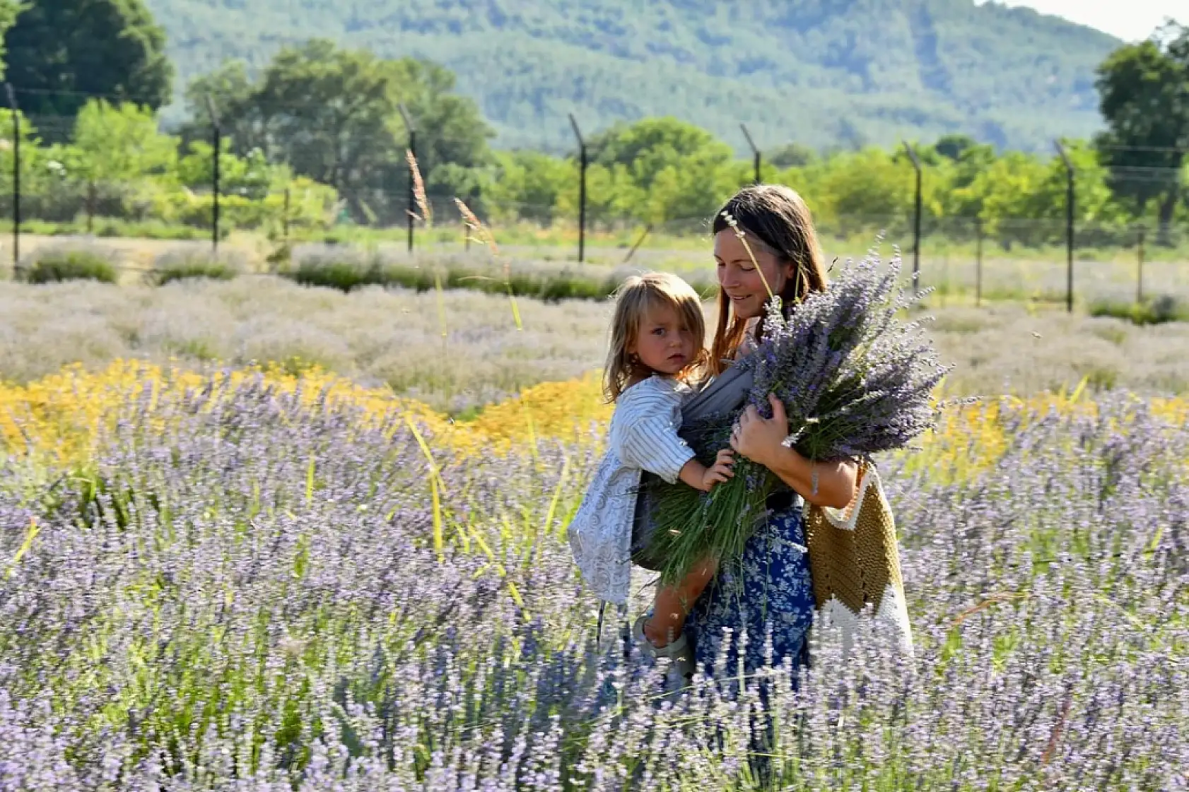 Fethiye'de Lavanta Hasadı Renkli Görüntülerle Gerçekleşti