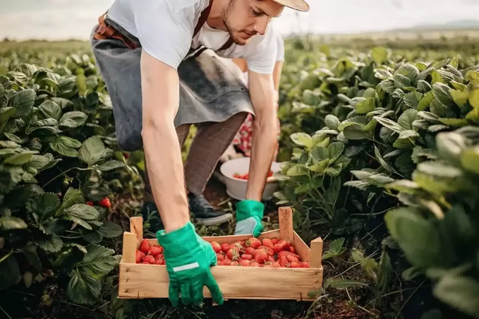 Türkiye'de kendiliğinden yetişiyor ! Kanı temizleyip, organları yeniliyor: Vücudu dipçik gibi yapan bitki