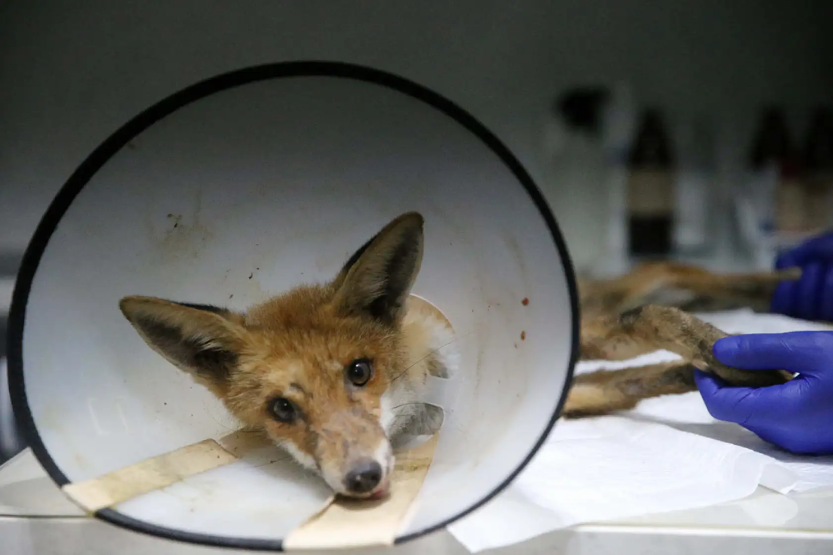 Fethiye'de omurgası kırık, felçli tilki cerrahi müdahaleyle yaşama tutundu