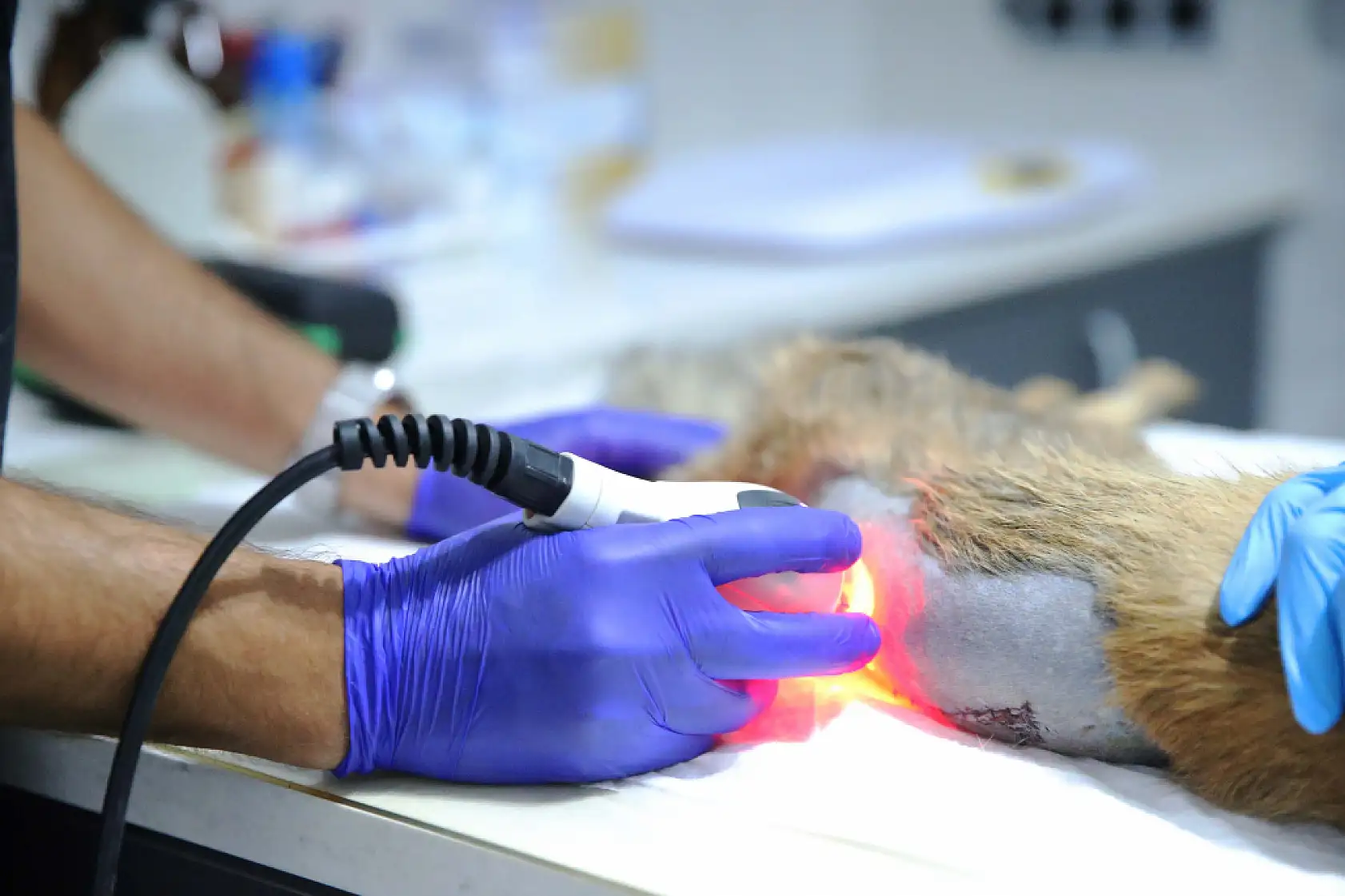 Fethiye'de omurgası kırık, felçli tilki cerrahi müdahaleyle yaşama tutundu