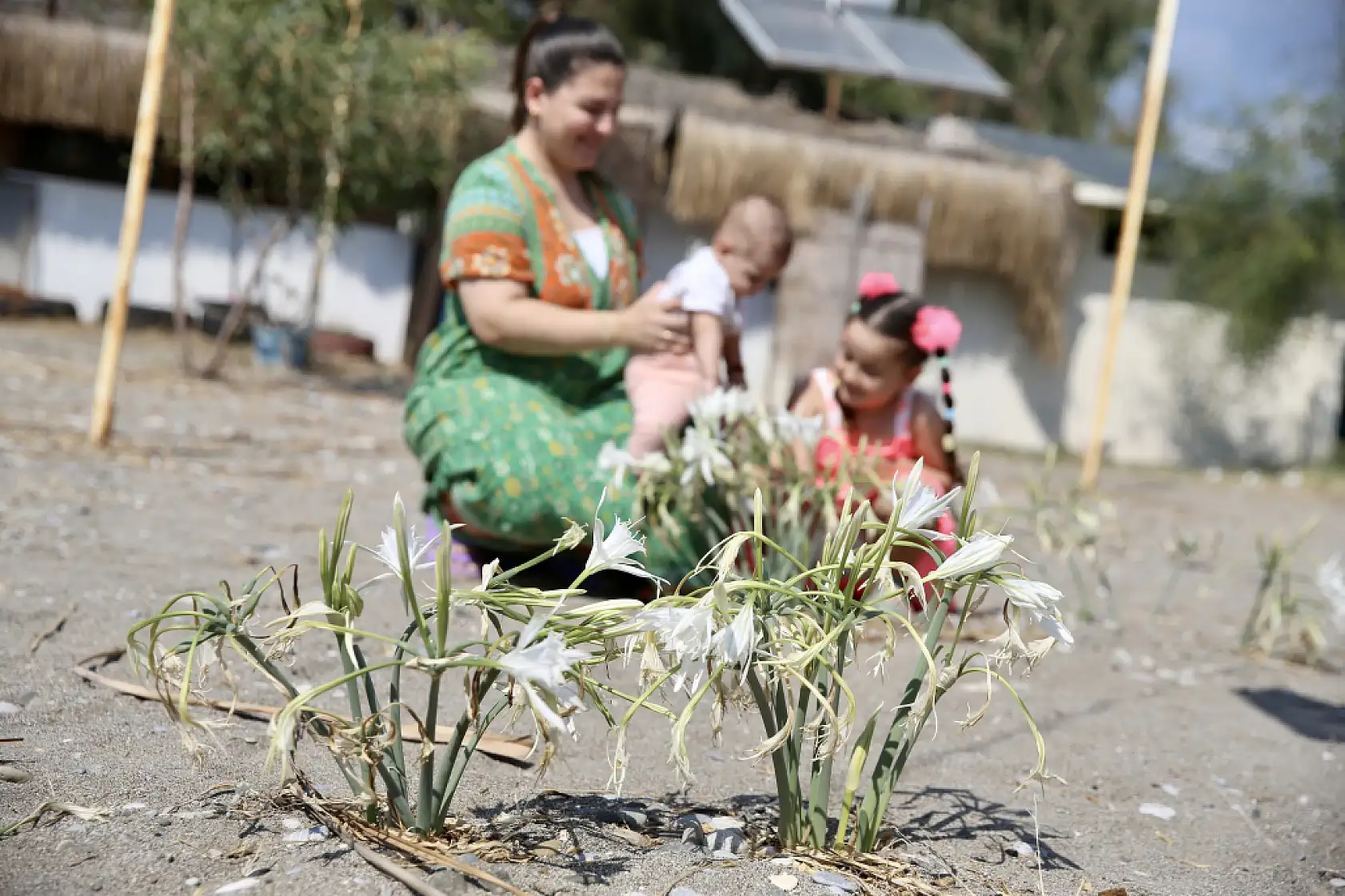 Muğla'da korunan kum zambakları çoğalıyor