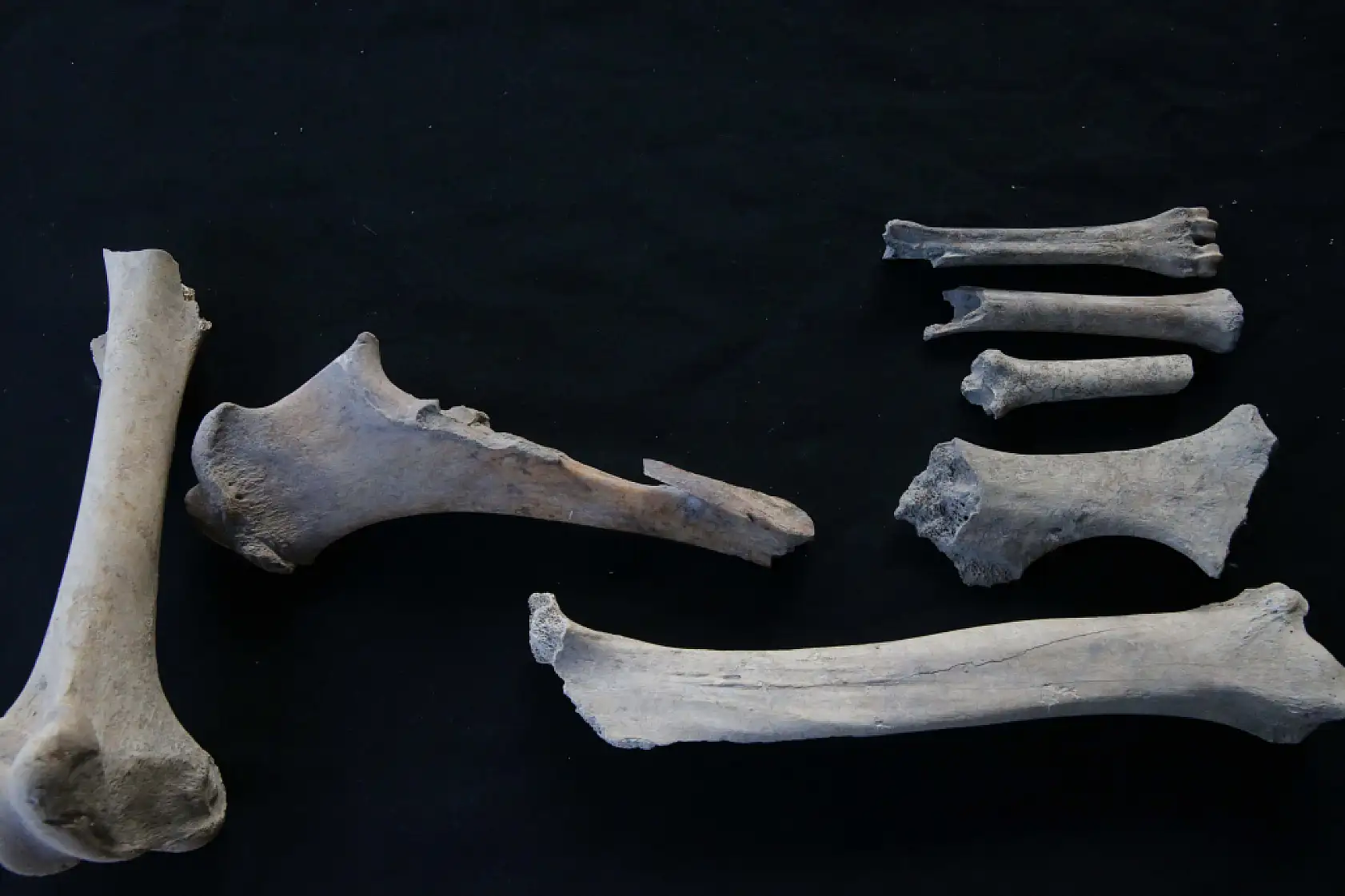 Stratonikeia'da bulunan iskeletlerde arkeogenetik çalışmalar yapılıyor