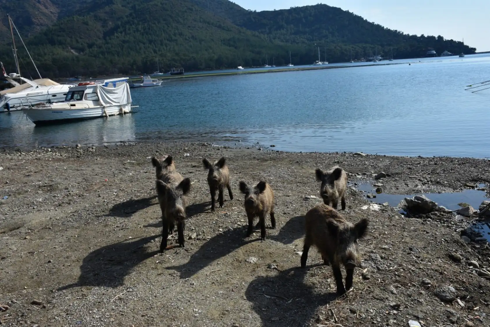 Marmaris'te yaban domuzları sahile indi