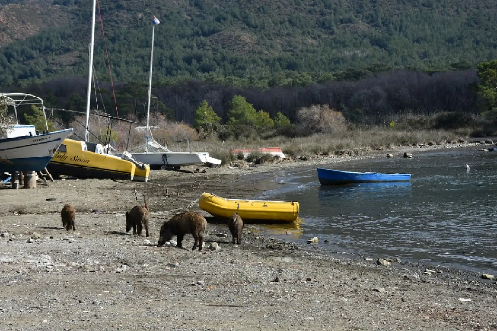 Marmaris'te yaban domuzları sahile indi