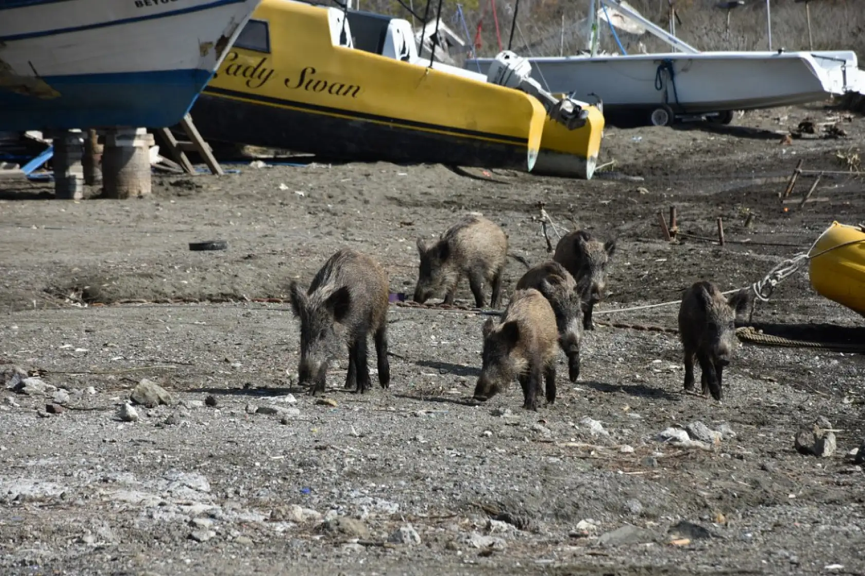Marmaris'te yaban domuzları sahile indi