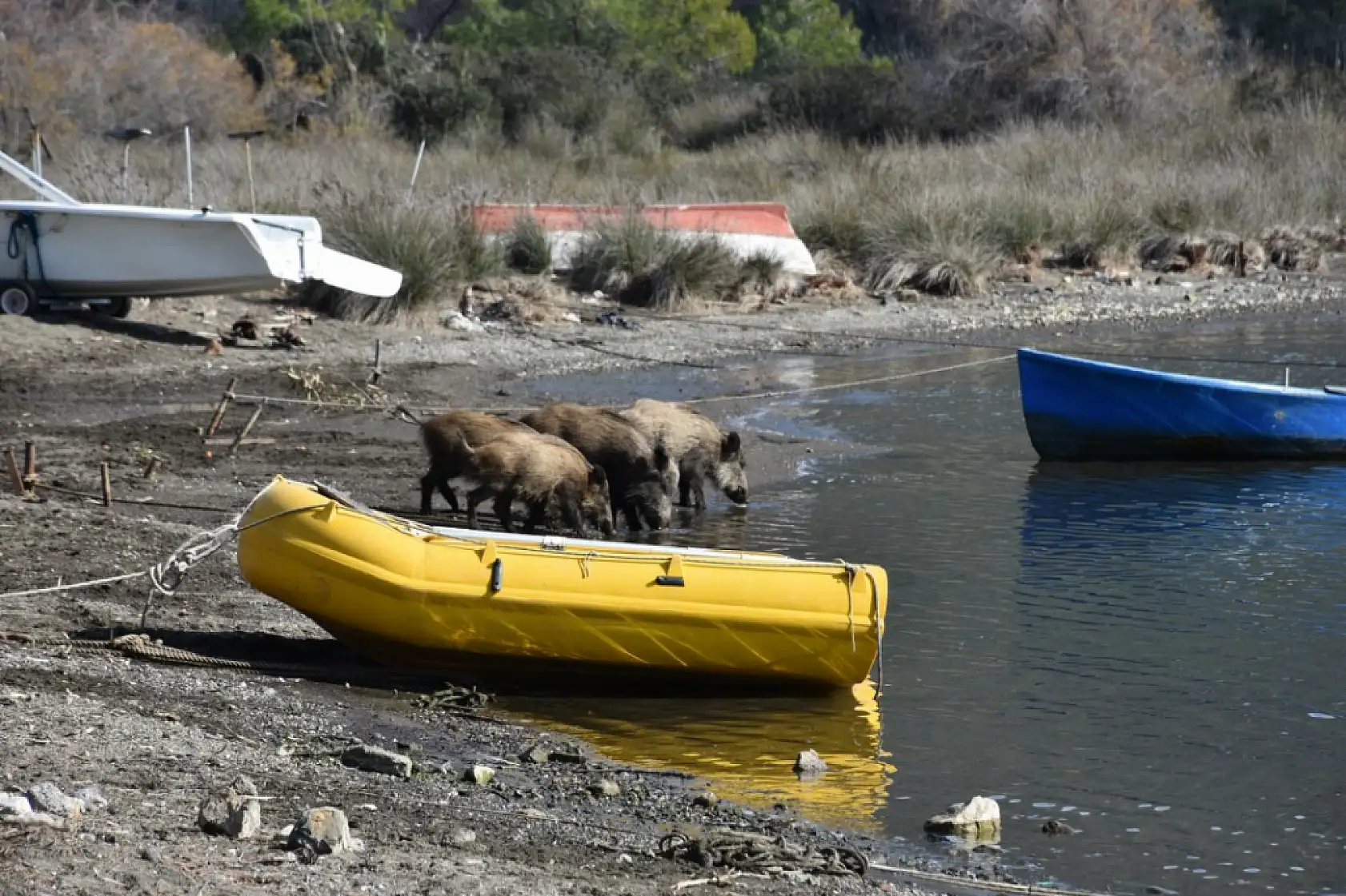 Marmaris'te yaban domuzları sahile indi