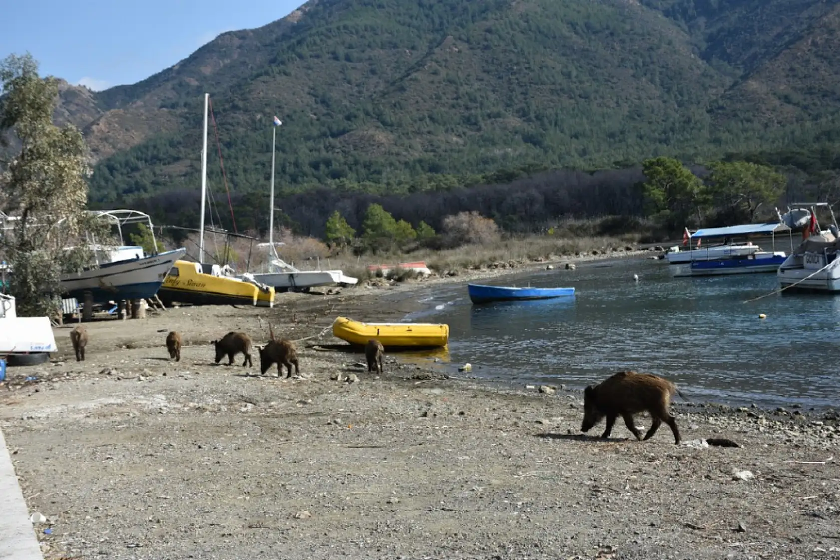 Marmaris'te yaban domuzları sahile indi