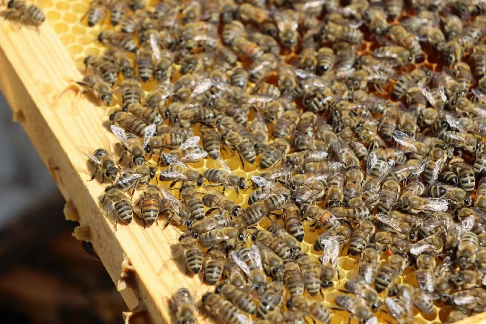 Ata mesleği arıcılığı sürdüren genç ziraat mühendisi, 800 kovanda bal üretiyor