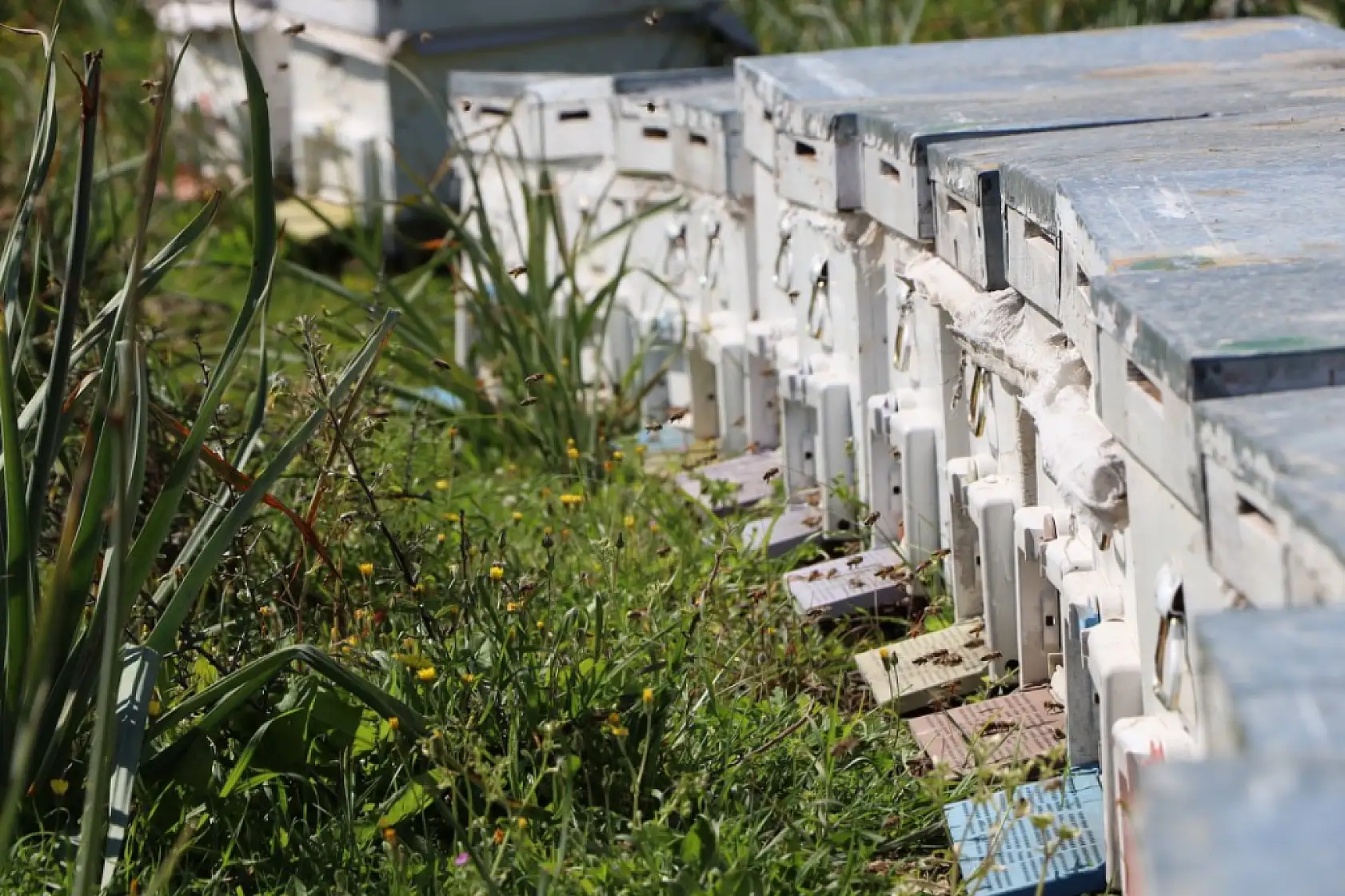 Ata mesleği arıcılığı sürdüren genç ziraat mühendisi, 800 kovanda bal üretiyor