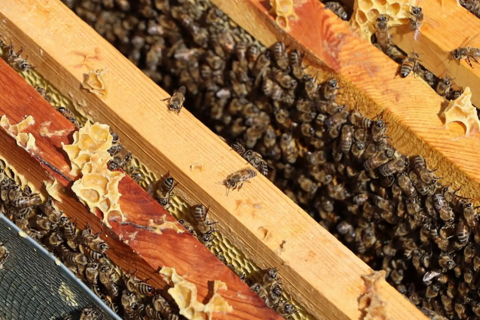 Ata mesleği arıcılığı sürdüren genç ziraat mühendisi, 800 kovanda bal üretiyor