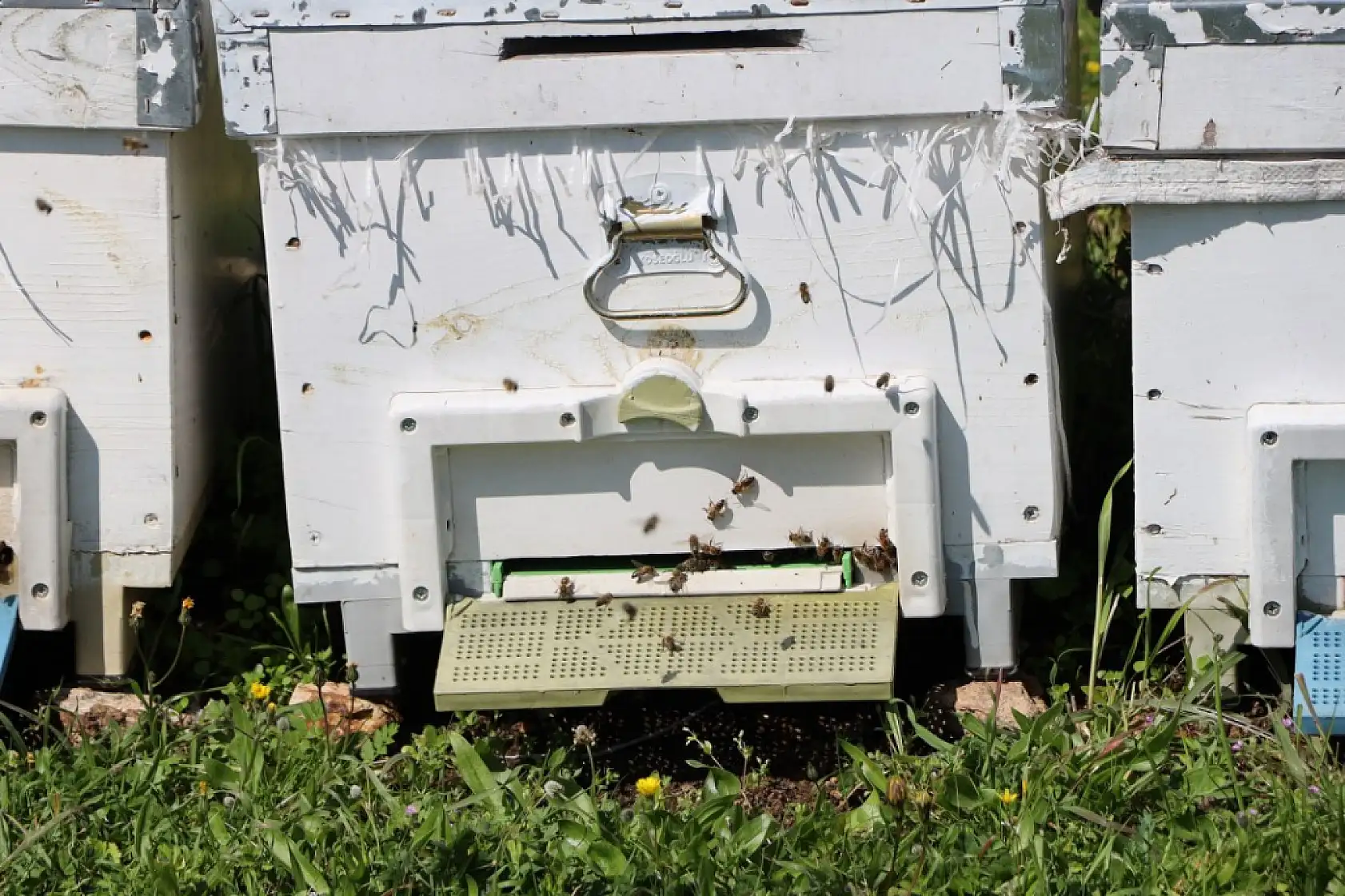 Ata mesleği arıcılığı sürdüren genç ziraat mühendisi, 800 kovanda bal üretiyor