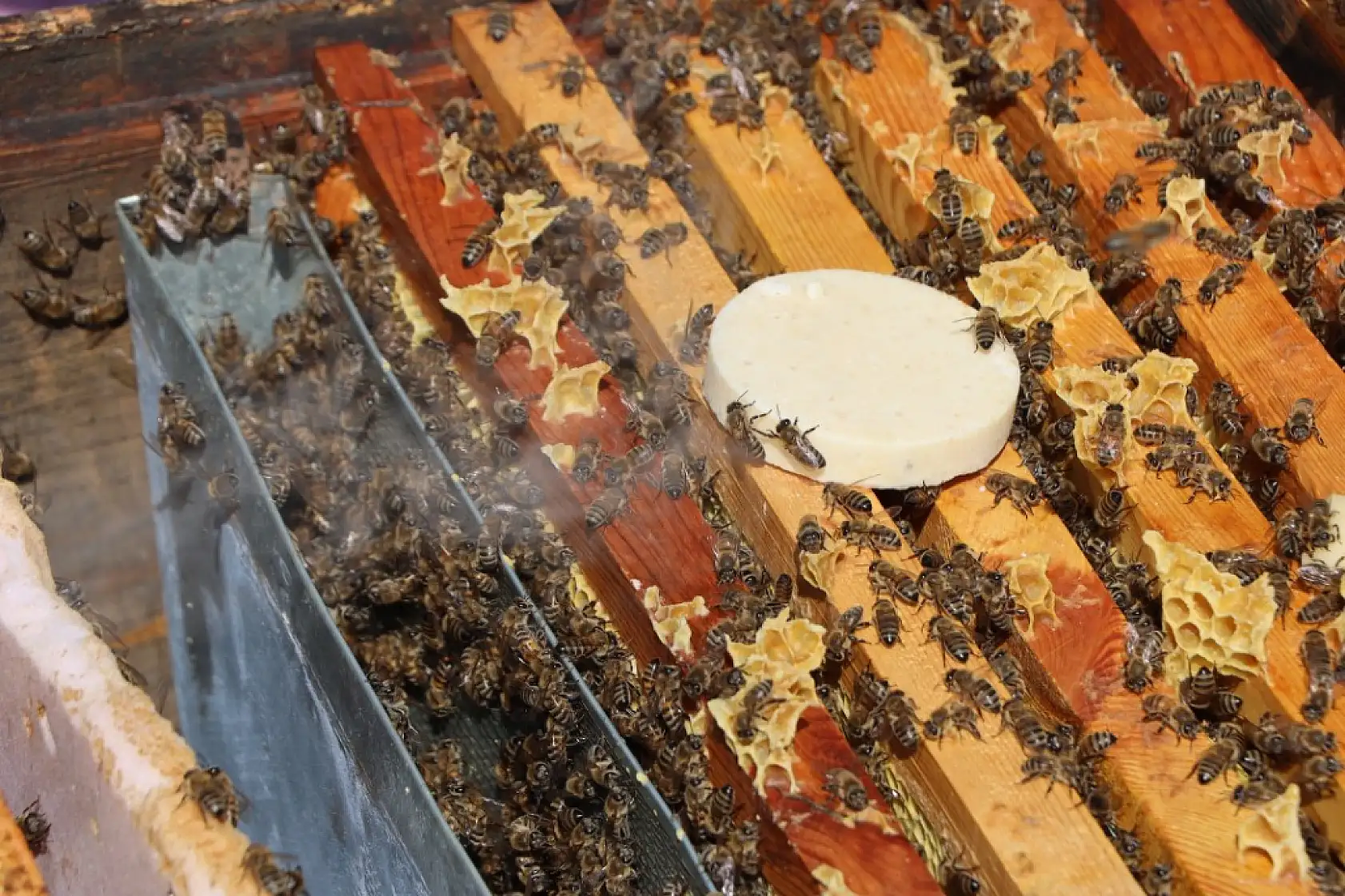 Ata mesleği arıcılığı sürdüren genç ziraat mühendisi, 800 kovanda bal üretiyor