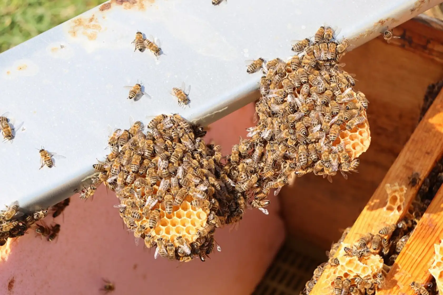 Ata mesleği arıcılığı sürdüren genç ziraat mühendisi, 800 kovanda bal üretiyor