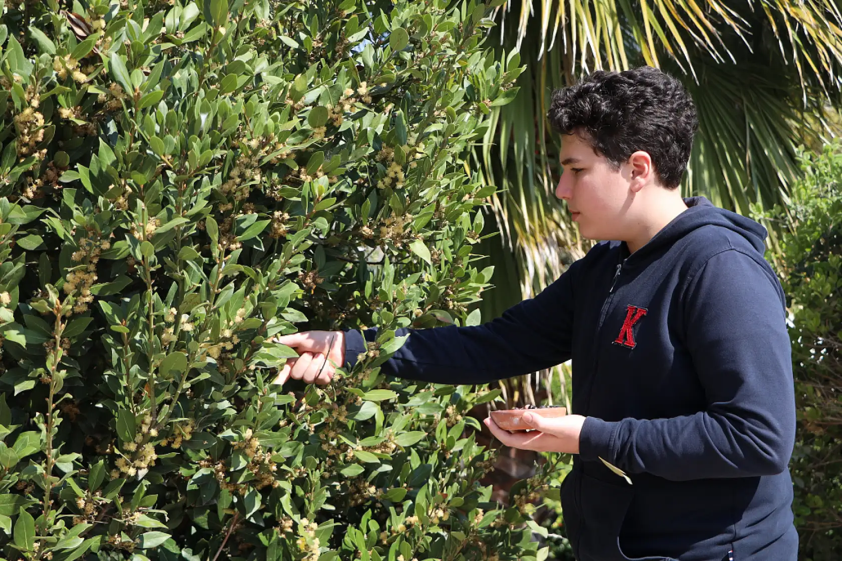 Bodrum'da ortaokul öğrencisi defne tohumundan sabun üretti