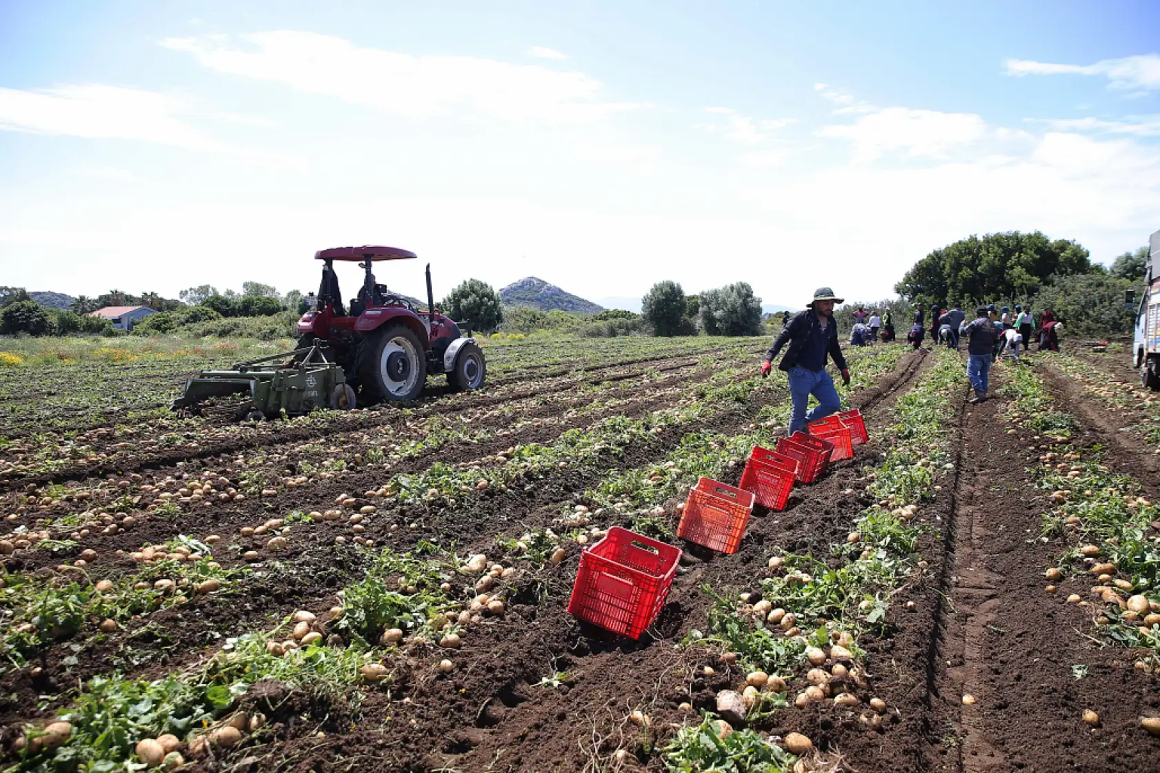 Datça'da turfanda patates hasadı yapılıyor