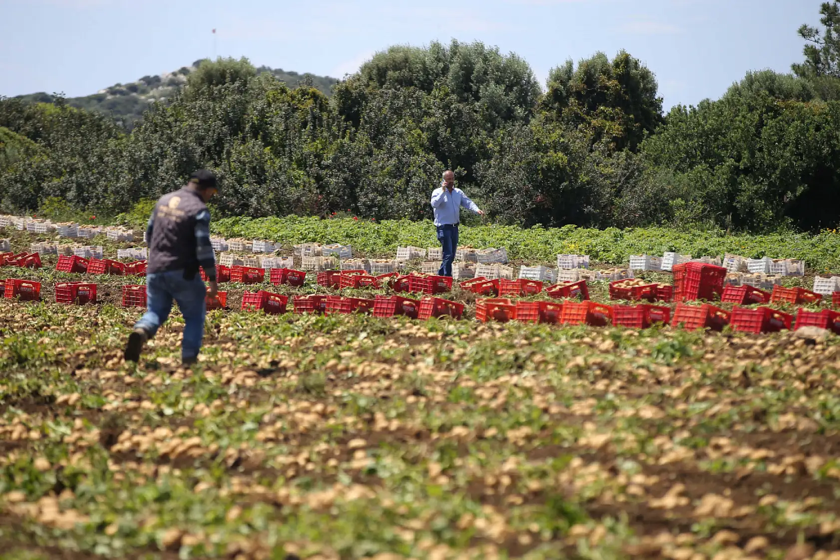 Datça'da turfanda patates hasadı yapılıyor