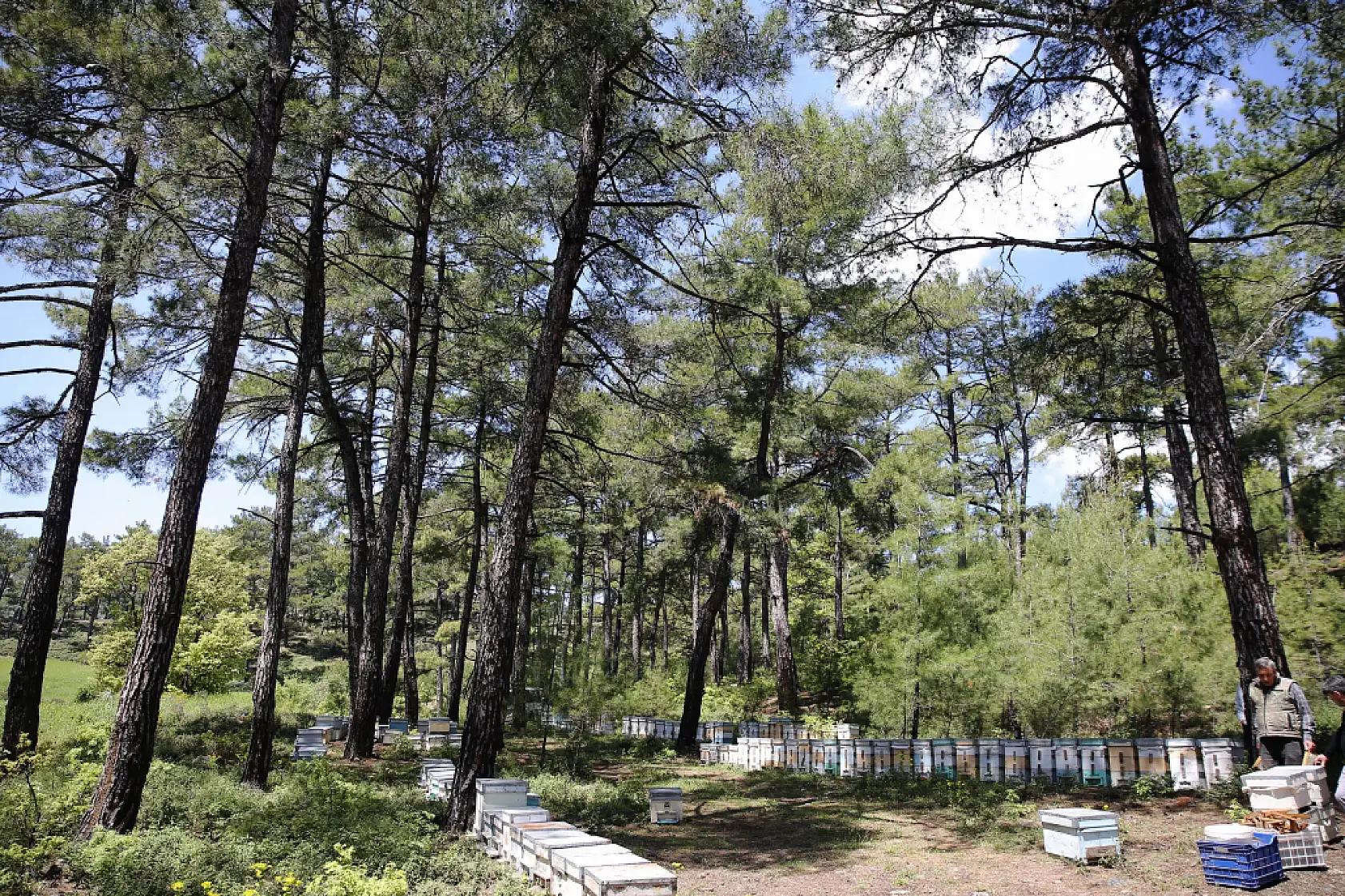 Muğla'da  Arıcılık yapan genç çiftçi kendi ürünlerini aracısız satmak istiyor
