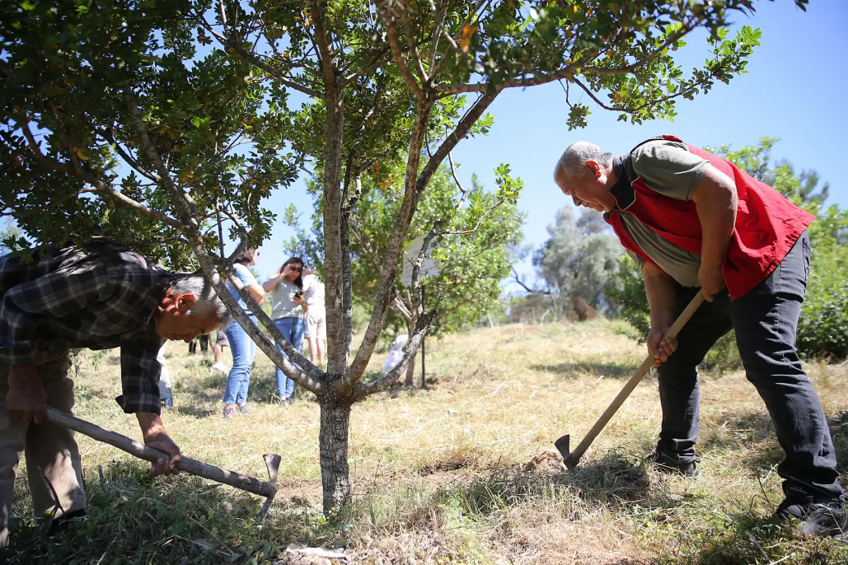 Muğla'da 10 yıl önce dikilen sakız ağaçlarında ilk hasat için çizim yapıldı