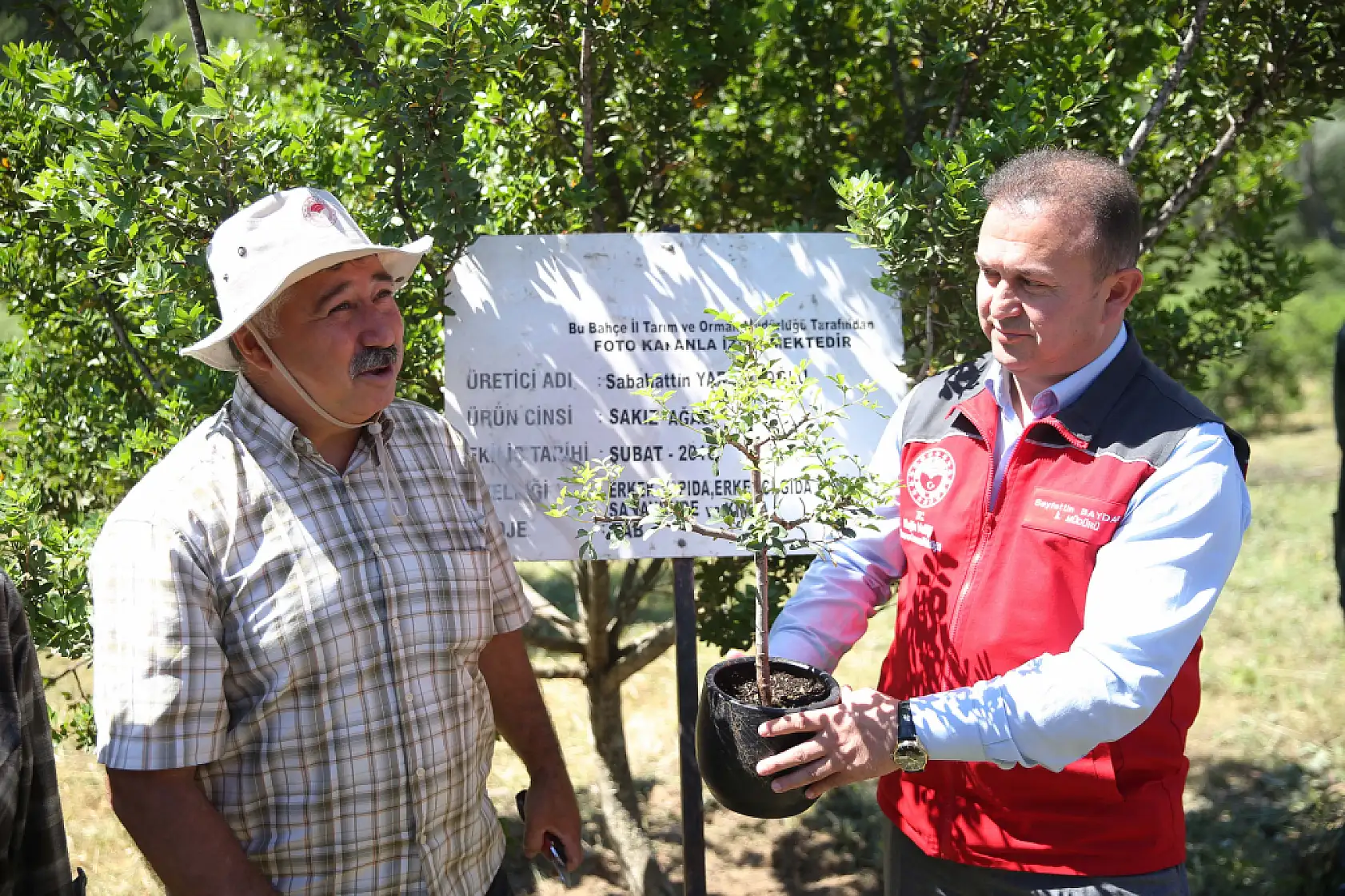 Muğla'da 10 yıl önce dikilen sakız ağaçlarında ilk hasat için çizim yapıldı