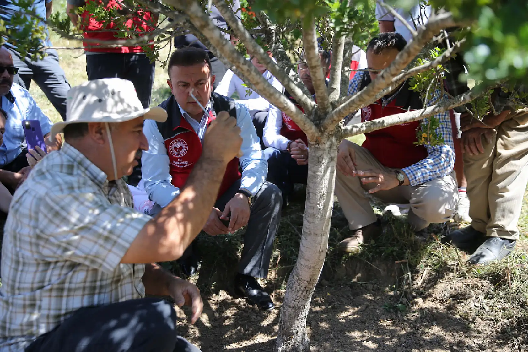 Muğla'da 10 yıl önce dikilen sakız ağaçlarında ilk hasat için çizim yapıldı