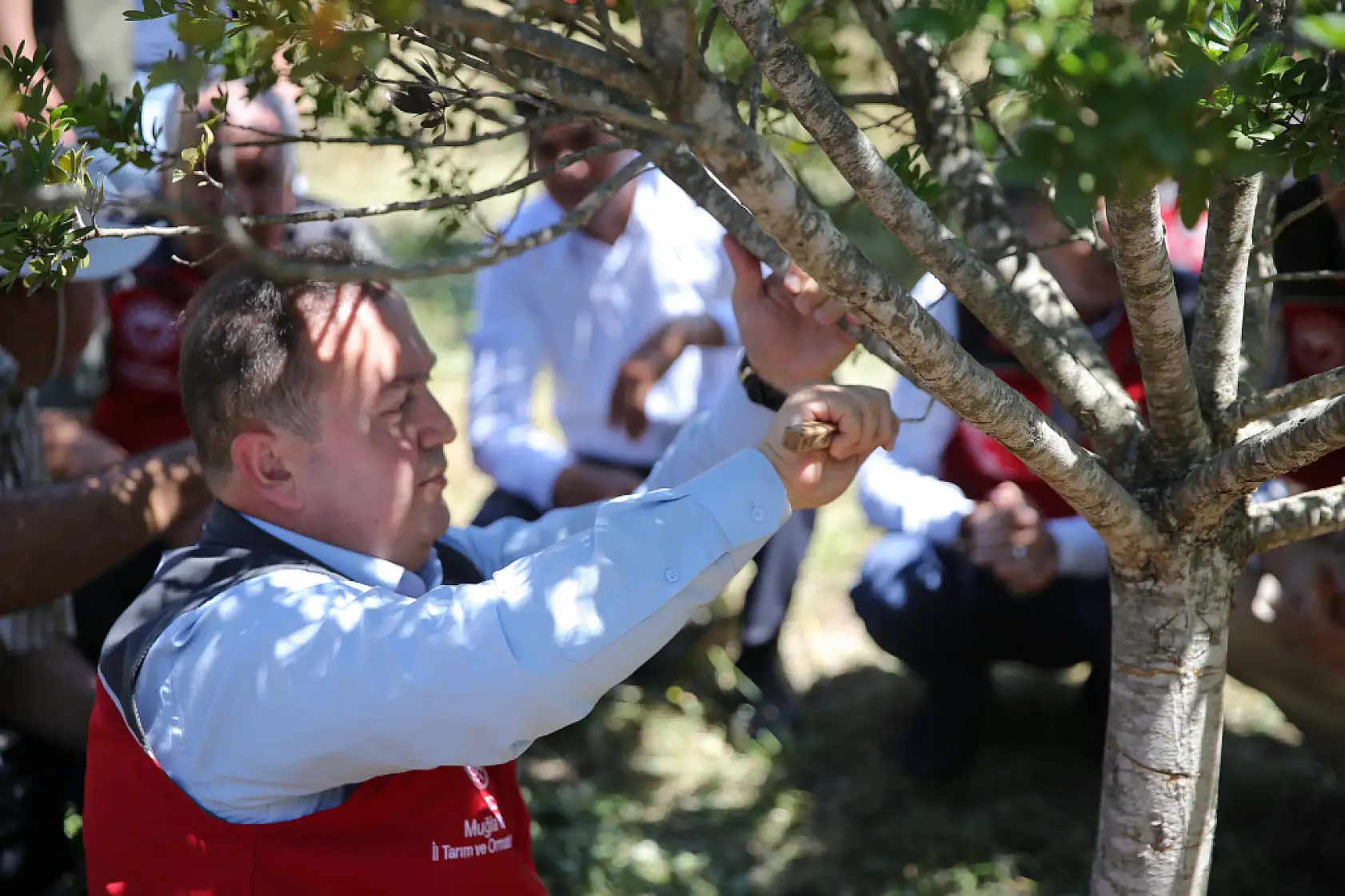 Muğla'da 10 yıl önce dikilen sakız ağaçlarında ilk hasat için çizim yapıldı