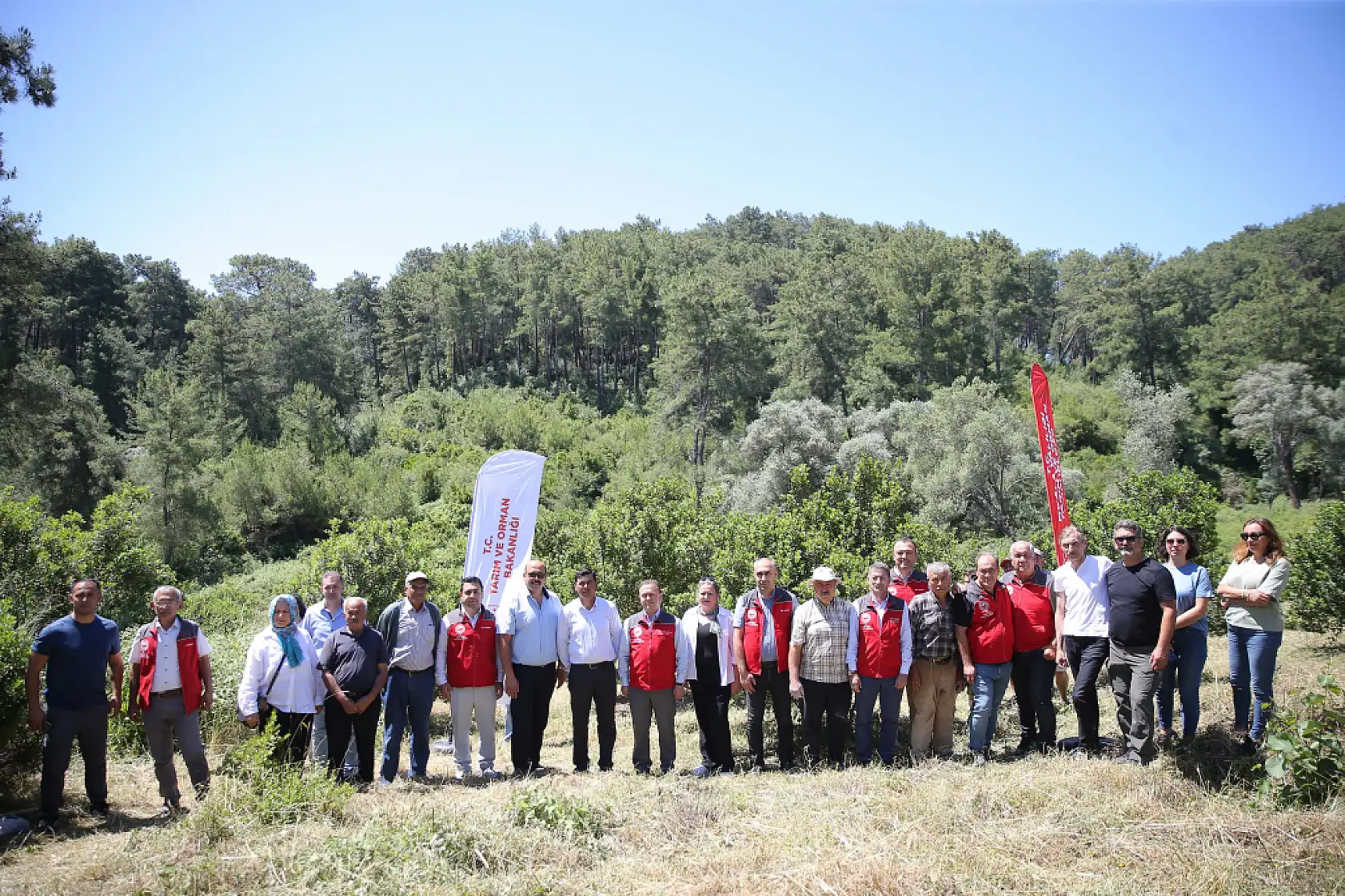 Muğla'da 10 yıl önce dikilen sakız ağaçlarında ilk hasat için çizim yapıldı