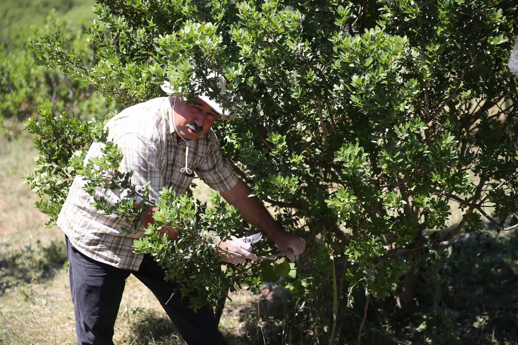 Muğla'da 10 yıl önce dikilen sakız ağaçlarında ilk hasat için çizim yapıldı