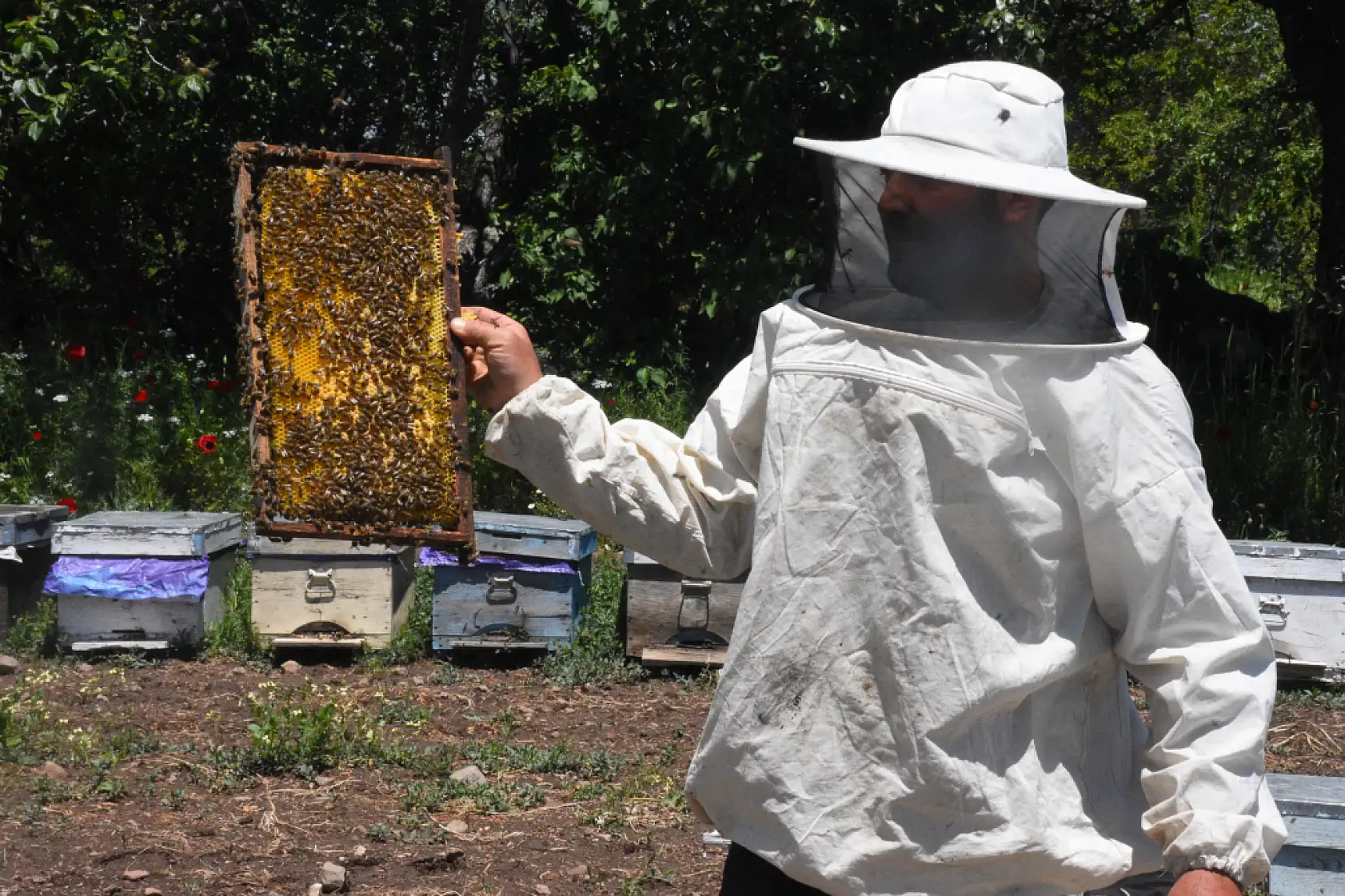 Muğlalı Arıcılar Kocatepe Yaylalarında Kaliteli Çiçek Balı Üretimine Hazırlanıyor