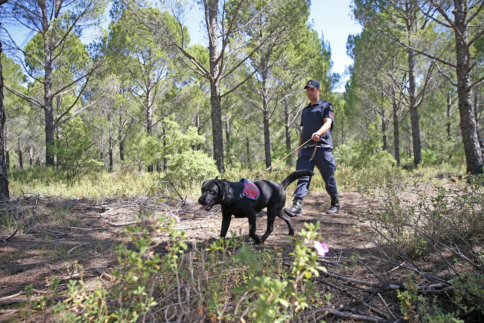 Muğla'da jandarma ekipleri orman yangınlarına karşı teyakkuzda