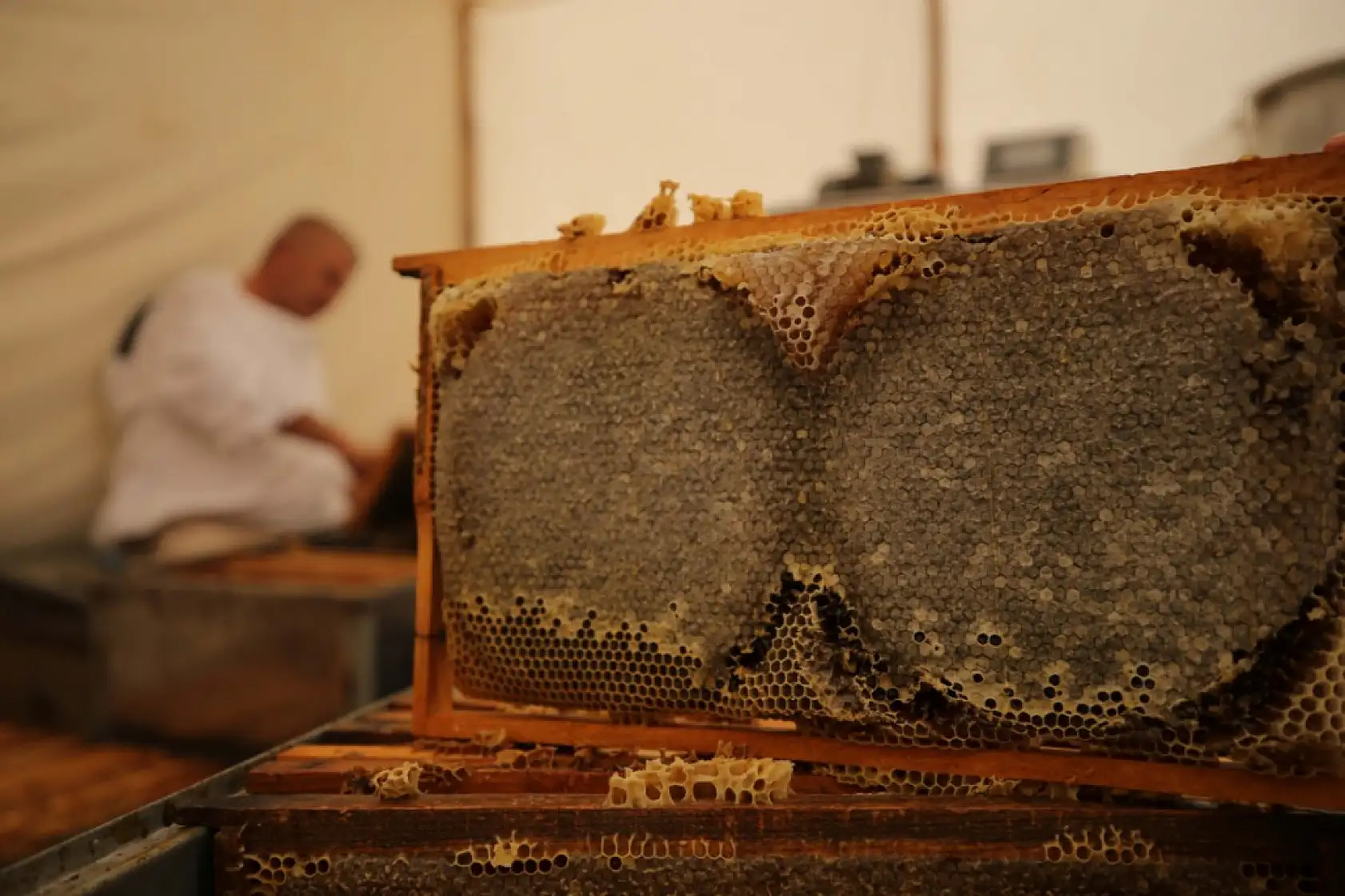 Bodrum'da baba oğul ata mesleği arıcılığı ürün çeşitlendirmesiyle sürdürüyor