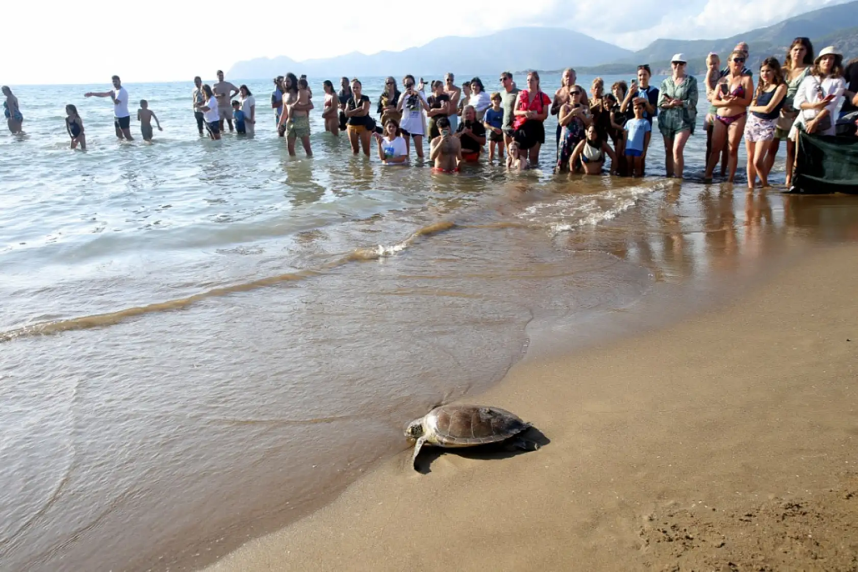 Muğla'da tedavileri tamamlanan deniz kaplumbağaları denizle buluştu