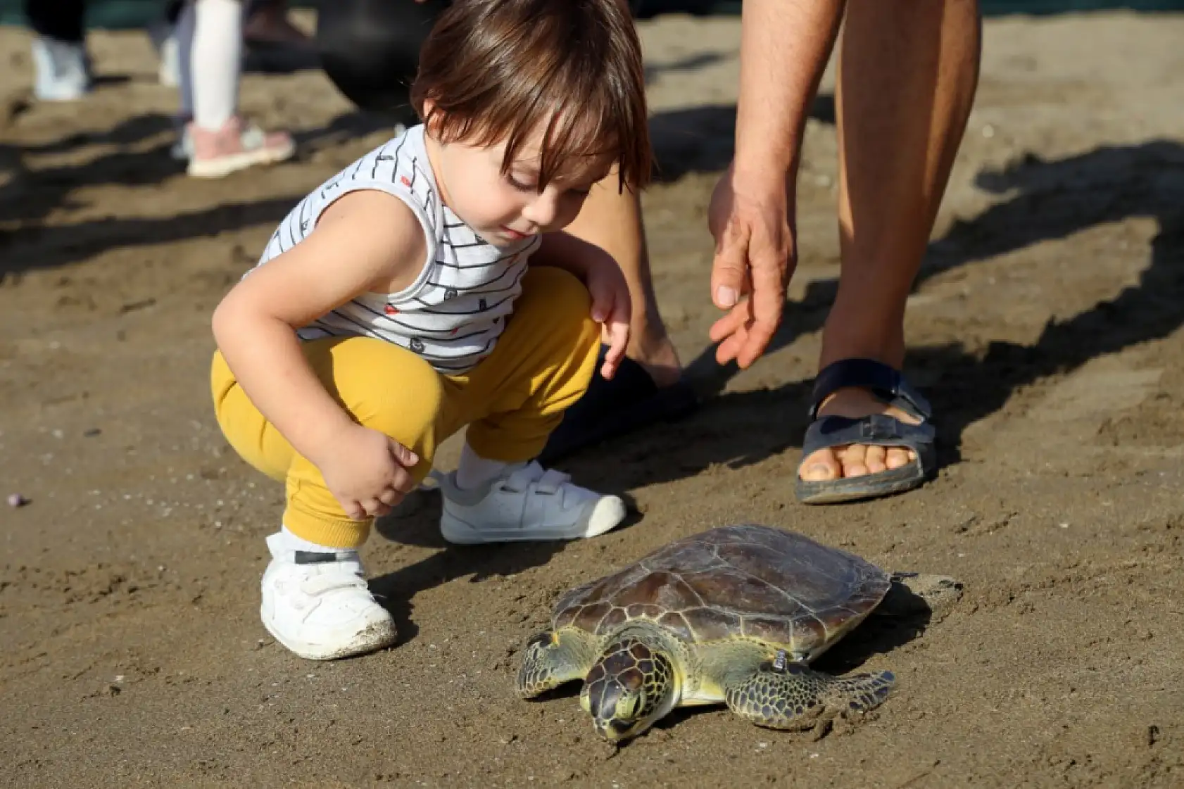 Muğla'da tedavileri tamamlanan deniz kaplumbağaları denizle buluştu