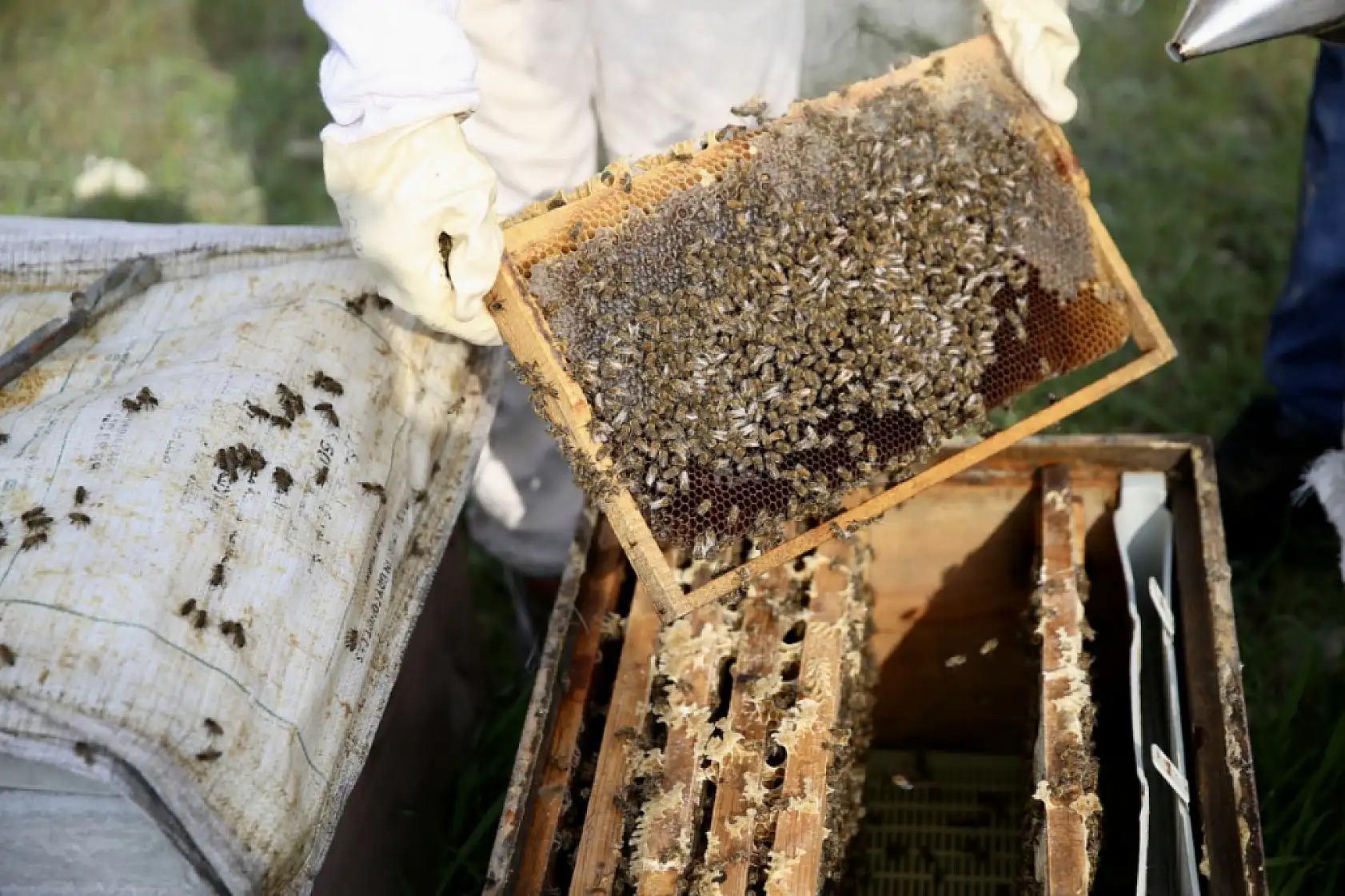 Seydikemerli genç baba mesleği arıcılığı sürdürmek için çalışıyor