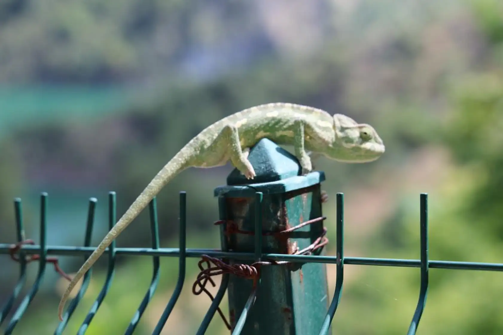 Kartpostal Gibi Manzara: Karadeniz'i Aratmayan Muhteşem Görseller