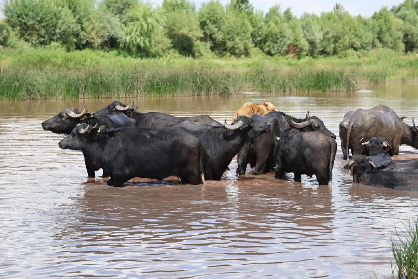 Ortaya Afrika belgesellerini aratmayan görüntüler görüntüler o ilimizden