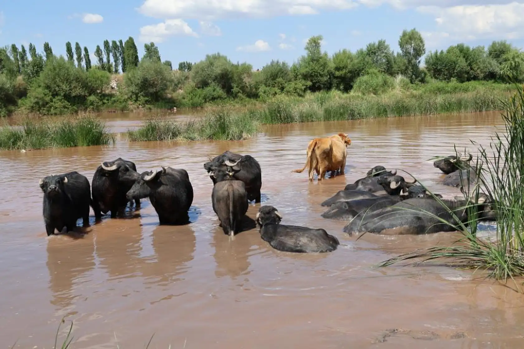 Ortaya Afrika belgesellerini aratmayan görüntüler görüntüler o ilimizden