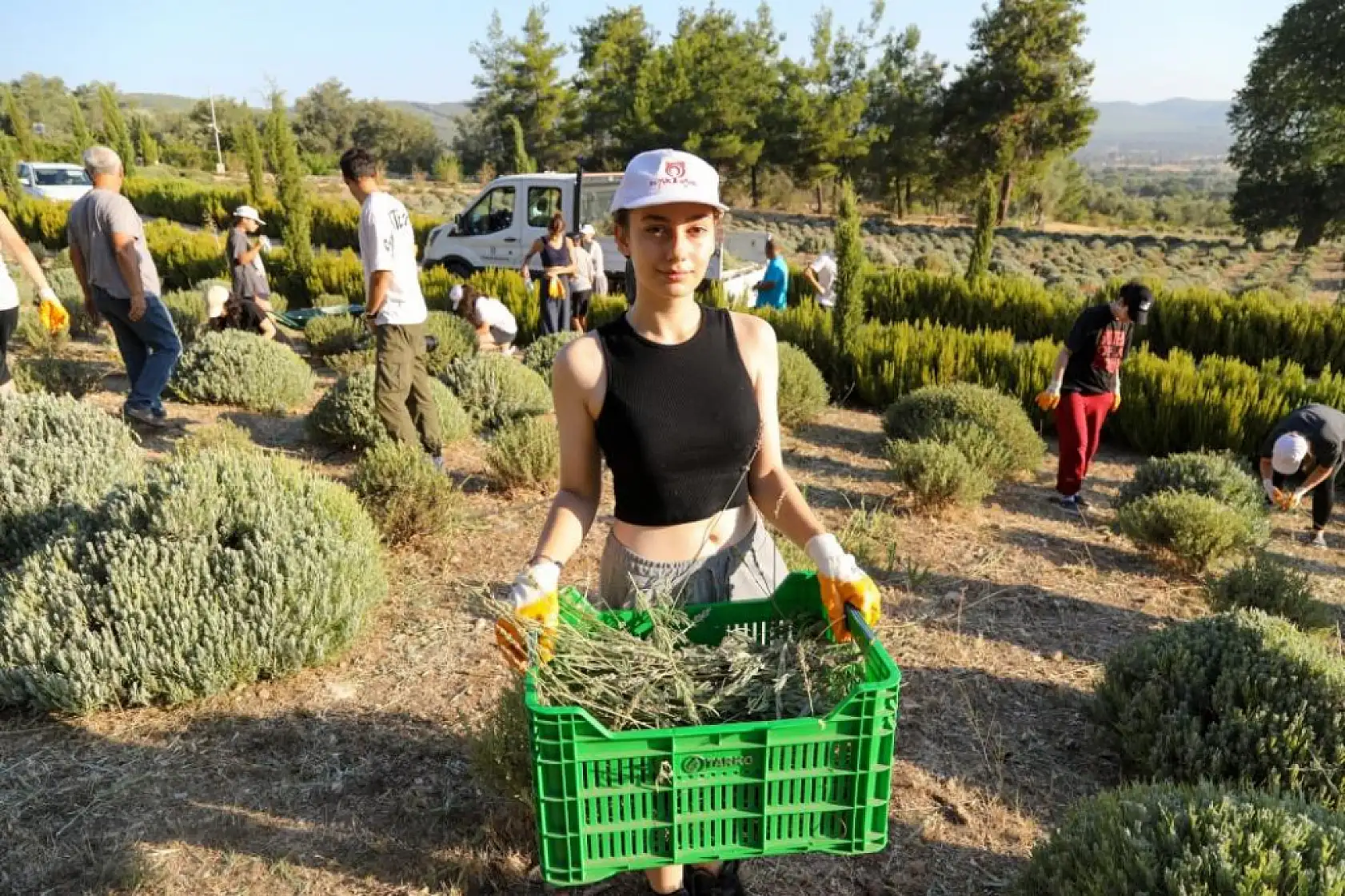 Kalpleri Fethedecek Morluk: Etrim'de Lavanta Hasadı