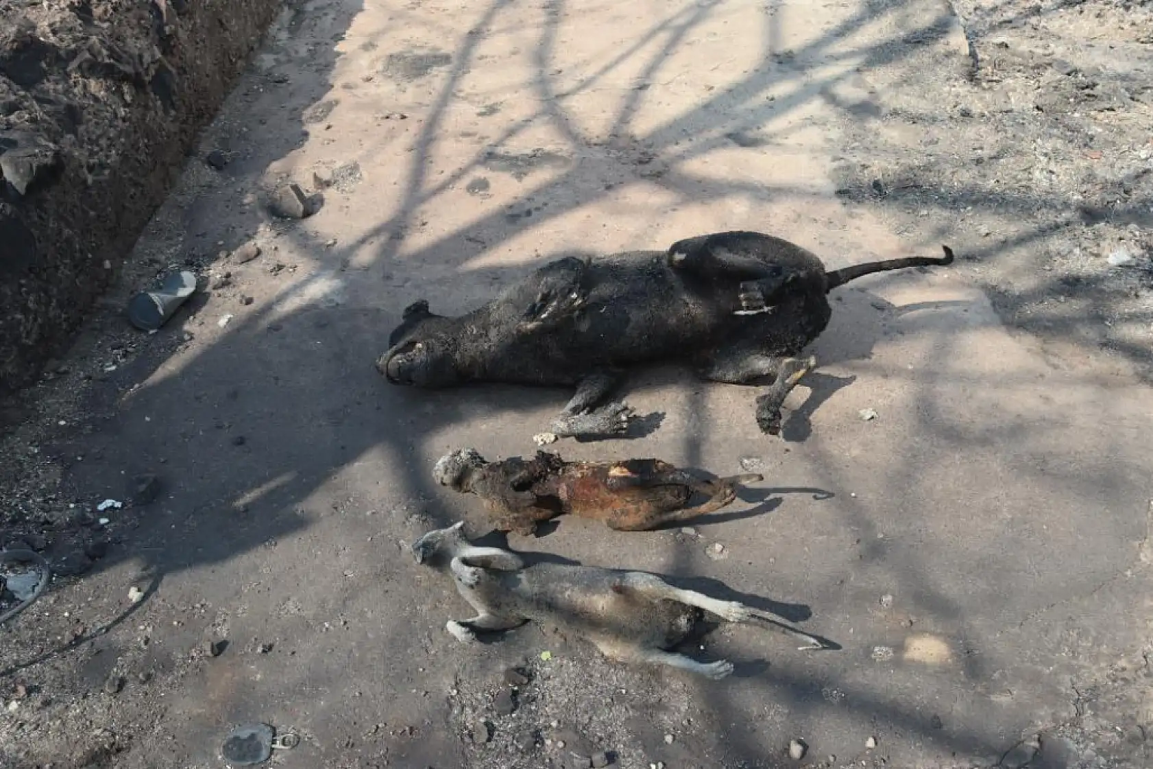 İzmir'deki büyük yangında evleri yanan vatandaşlar o anları anlattı