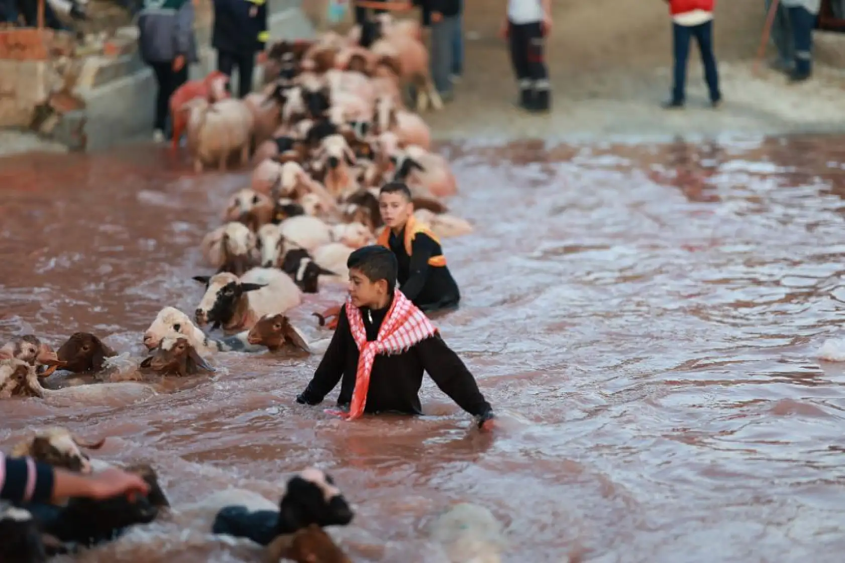 Kök boyalarla boyanıp boncuklarla süslenen koyunlar, çobanların arkasından suya atladı