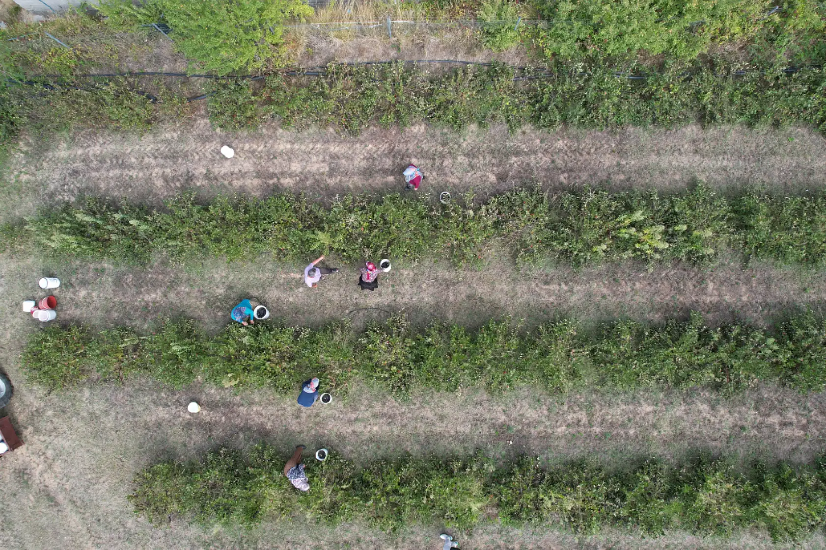 Hücreleri yeniliyor, diyabete iyi geliyor şimdi pazar arıyor