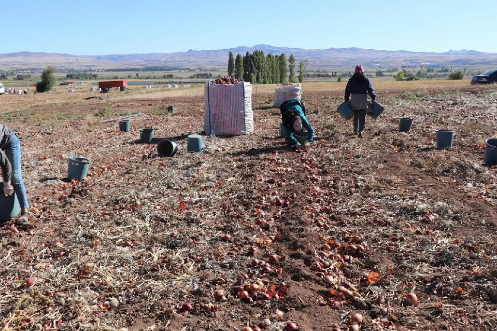 Çorum moru soğanlar Dubai yolcusu