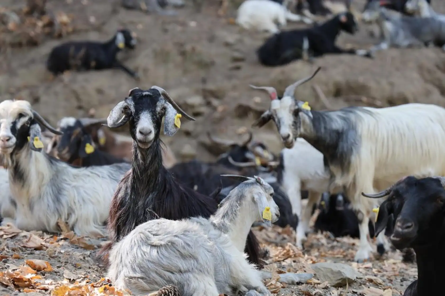Dağlardaki kurtlar, keçi çobanlarının en büyük kabusu oldu