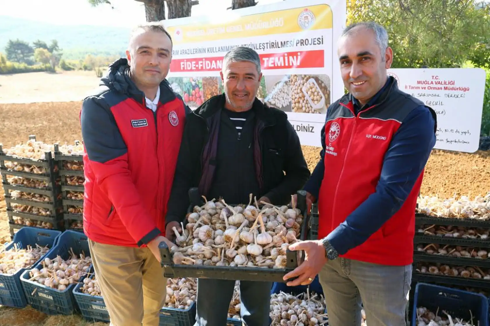 Coğrafi işaretli Ula sarımsağında imece usulü üretim