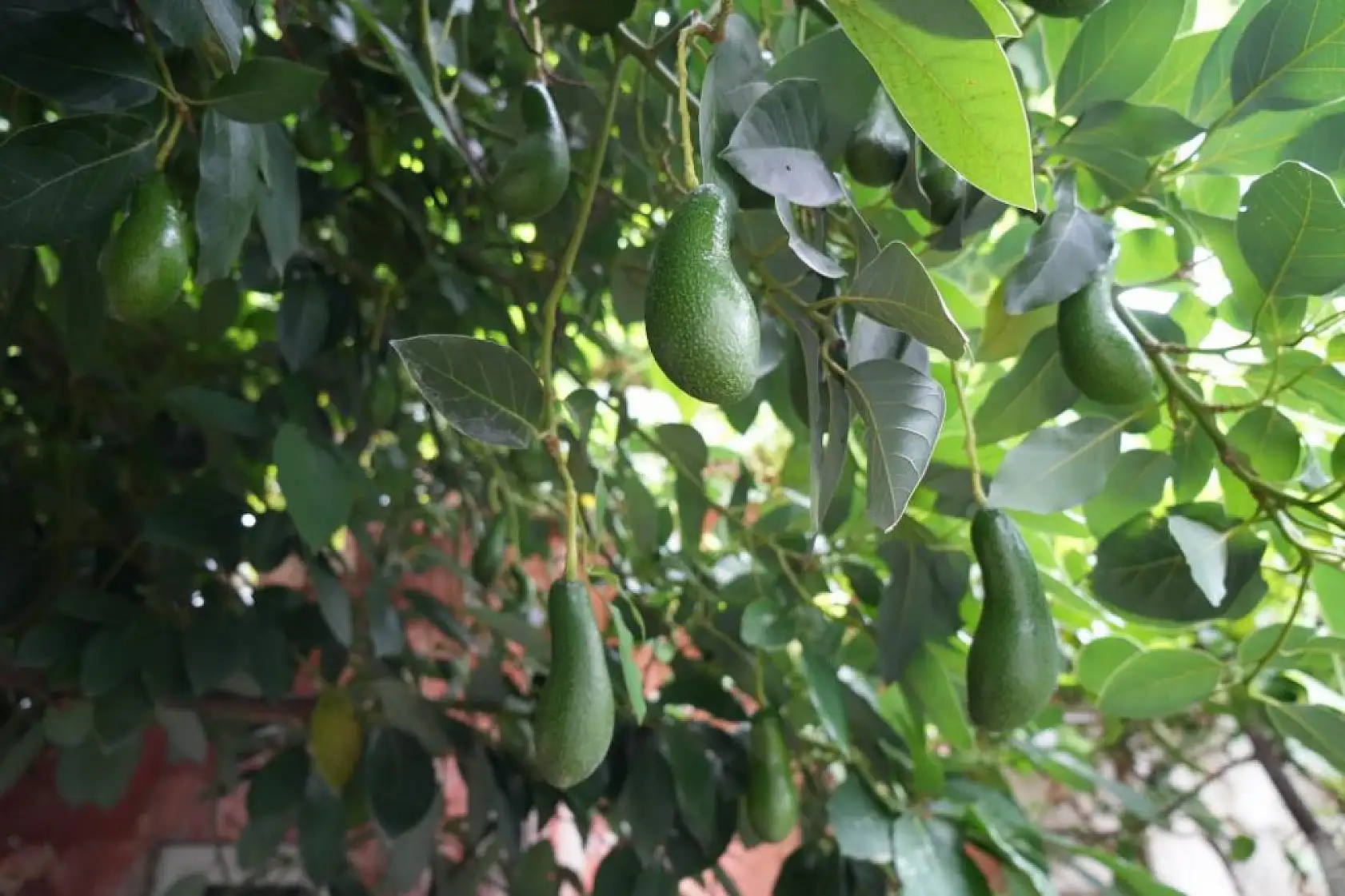 Anavatanı Meksika olan avokadoyu 14 yıldır üretiyor