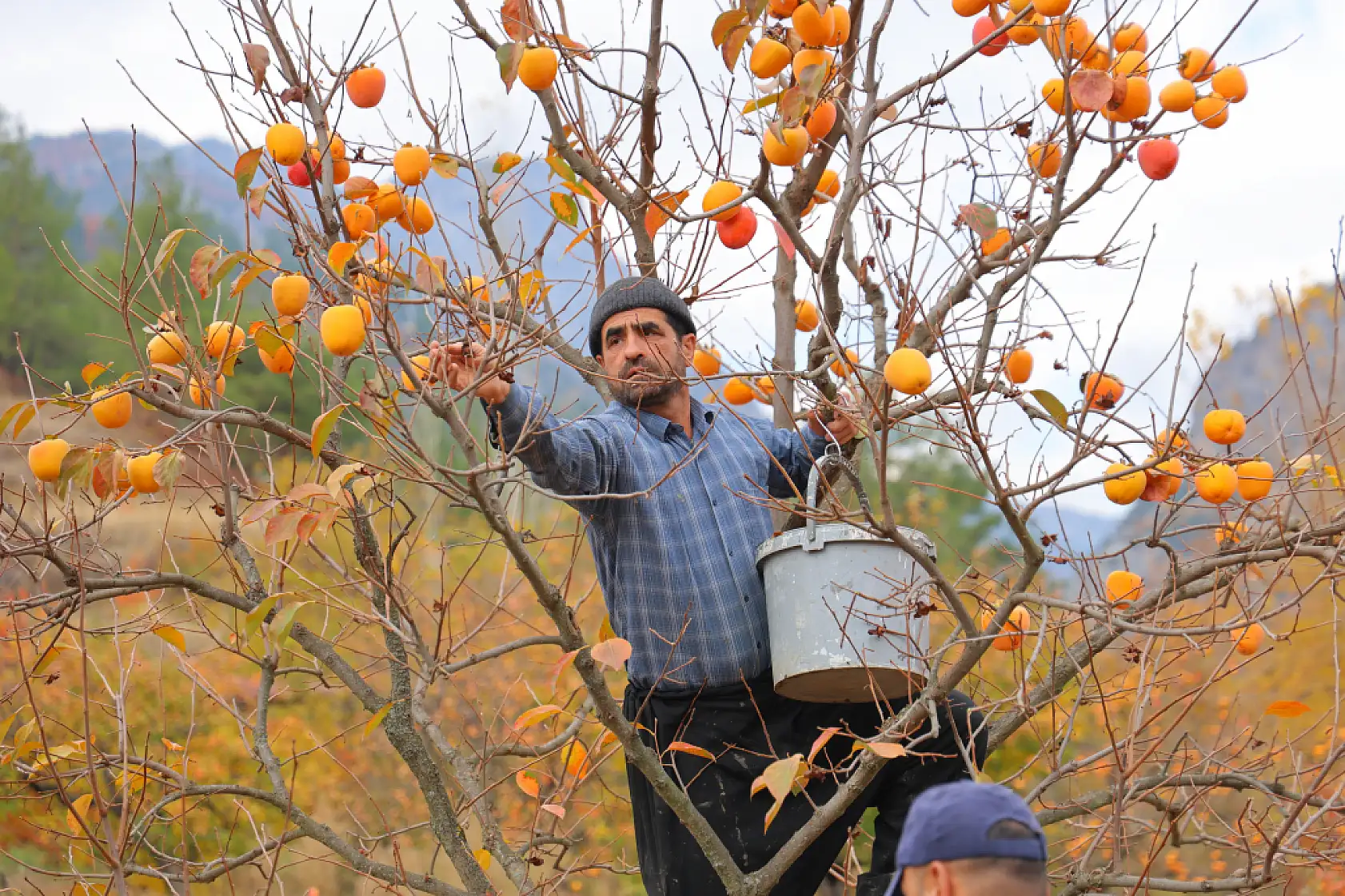Bahçede 25, markette 80 lira